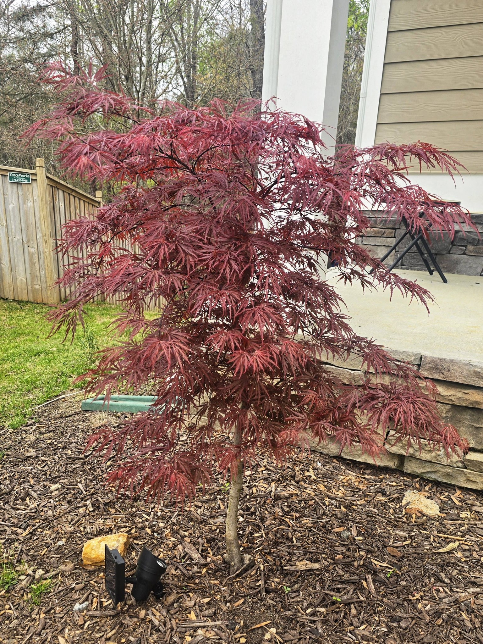 Identify laceleaf japanese maple variety?