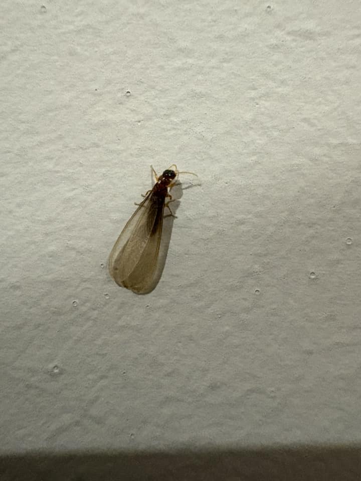 What are swarming insects outside houses in Box Hill?
