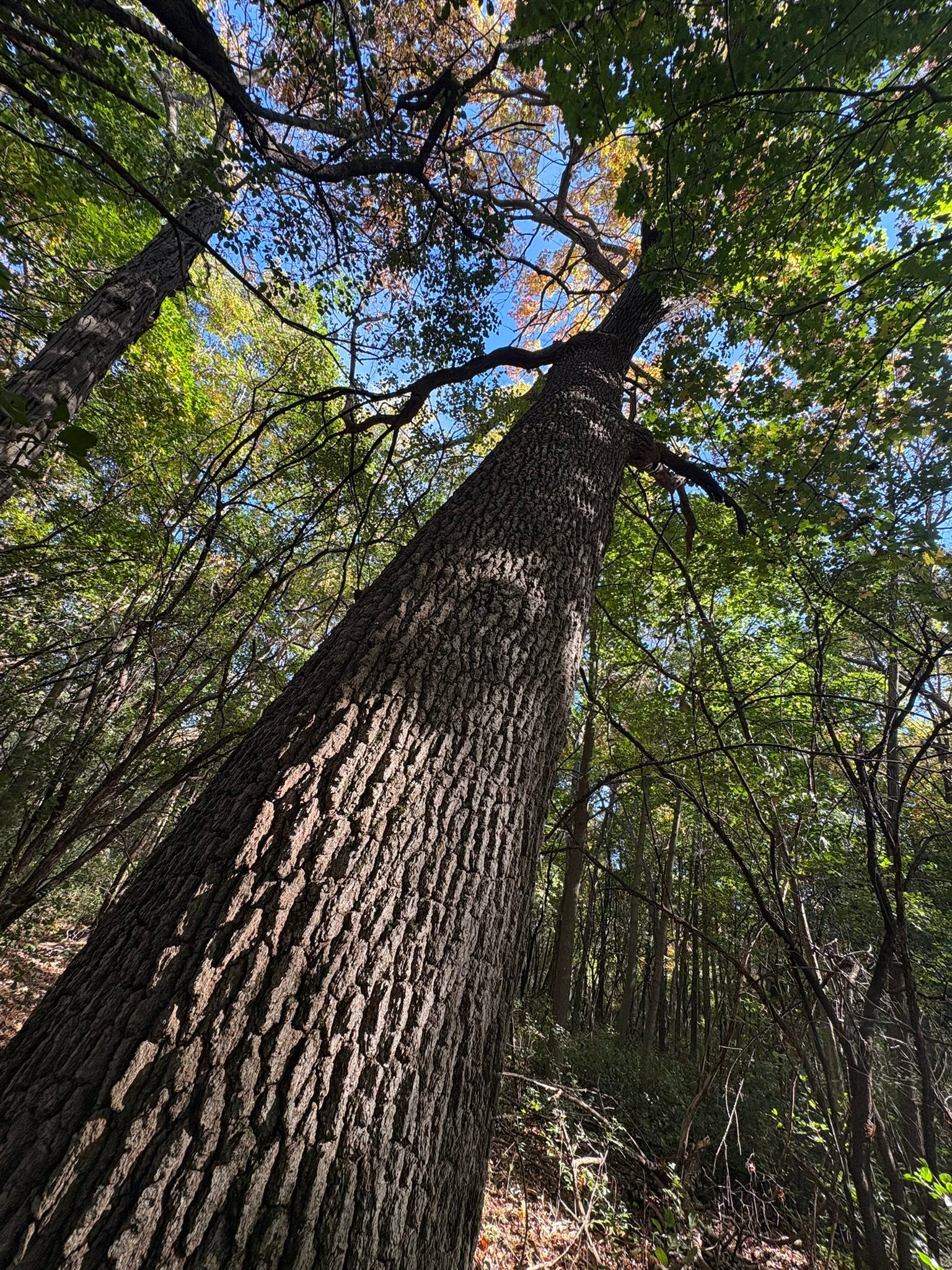 Big Tree Seekers | 145” CBH(46” DBH) Northern pin oak I believe, based ...