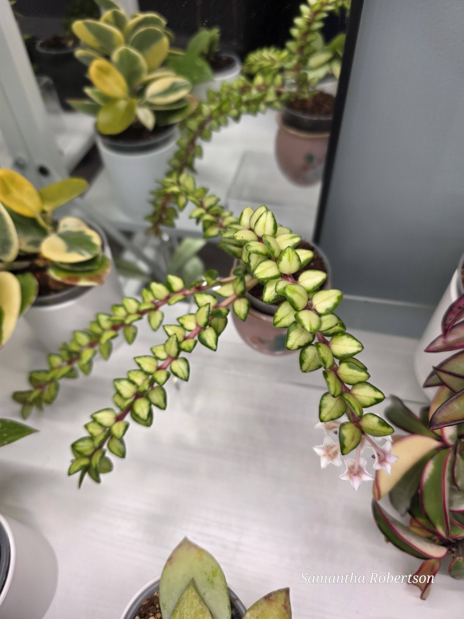 ChingChing did it! 🎉 My Hoya chinghungensis variegated is