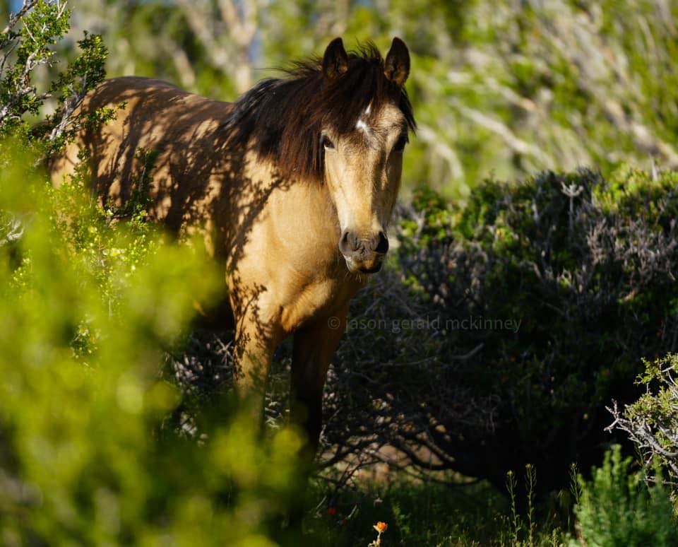 Cold Creek, Nevada | Facebook