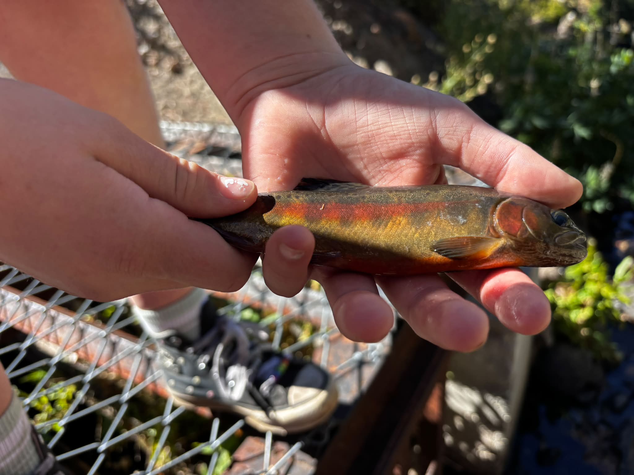 Golden trout out of lynx creek.