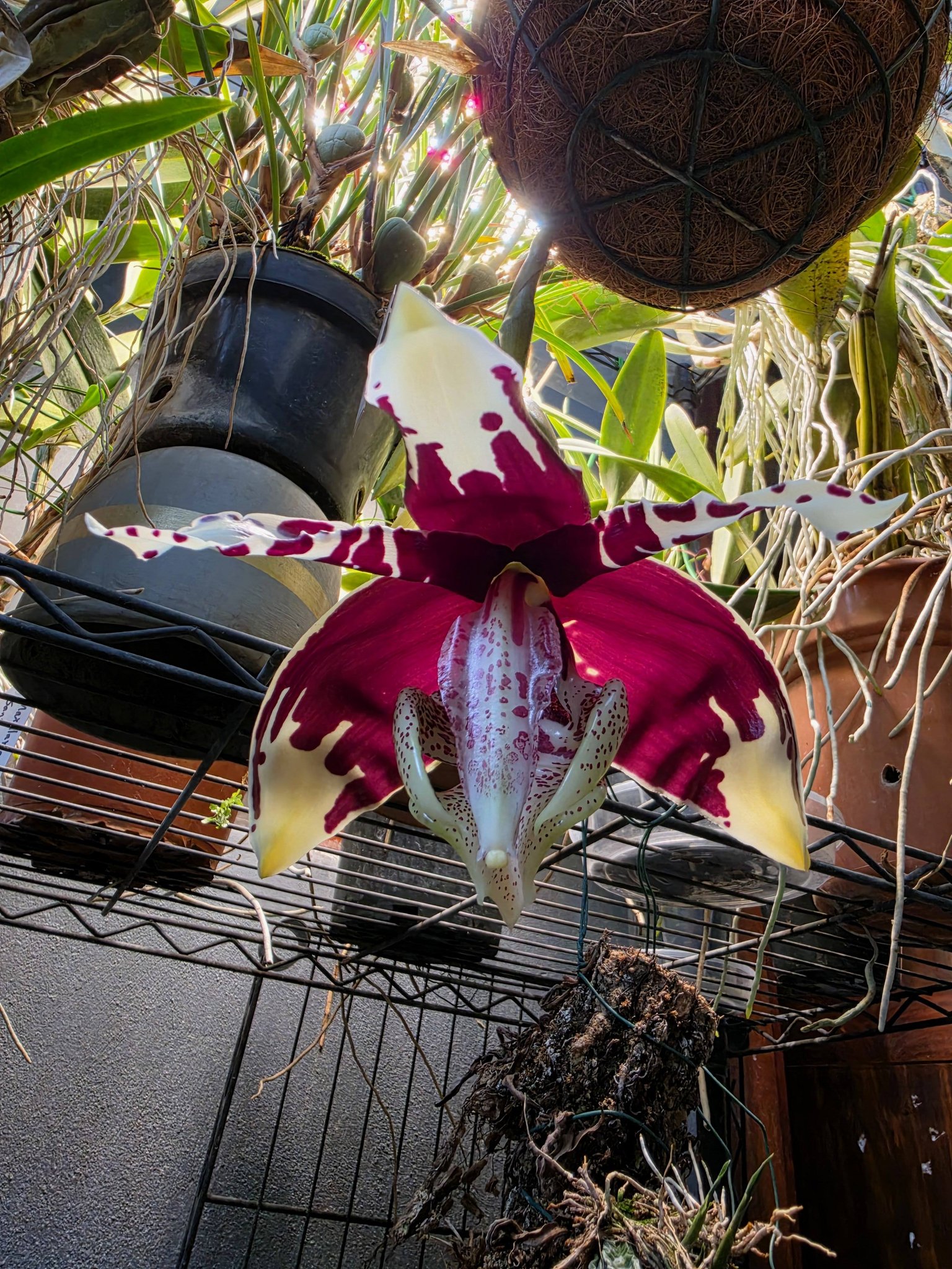 Stanhopea tigrina nigroviolacea orchid blooms with unique scent