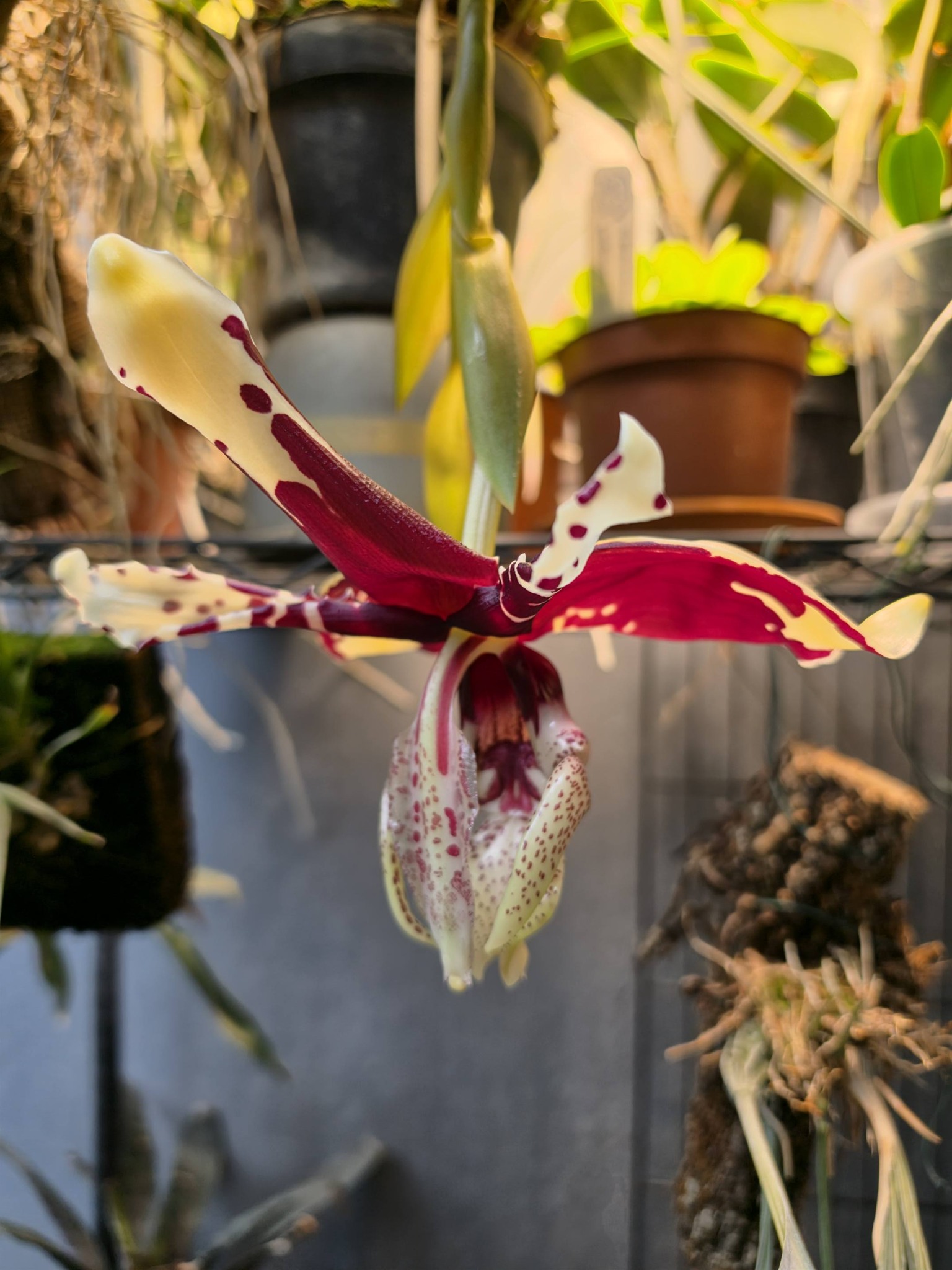 Stanhopea tigrina nigroviolacea orchid blooms with unique scent