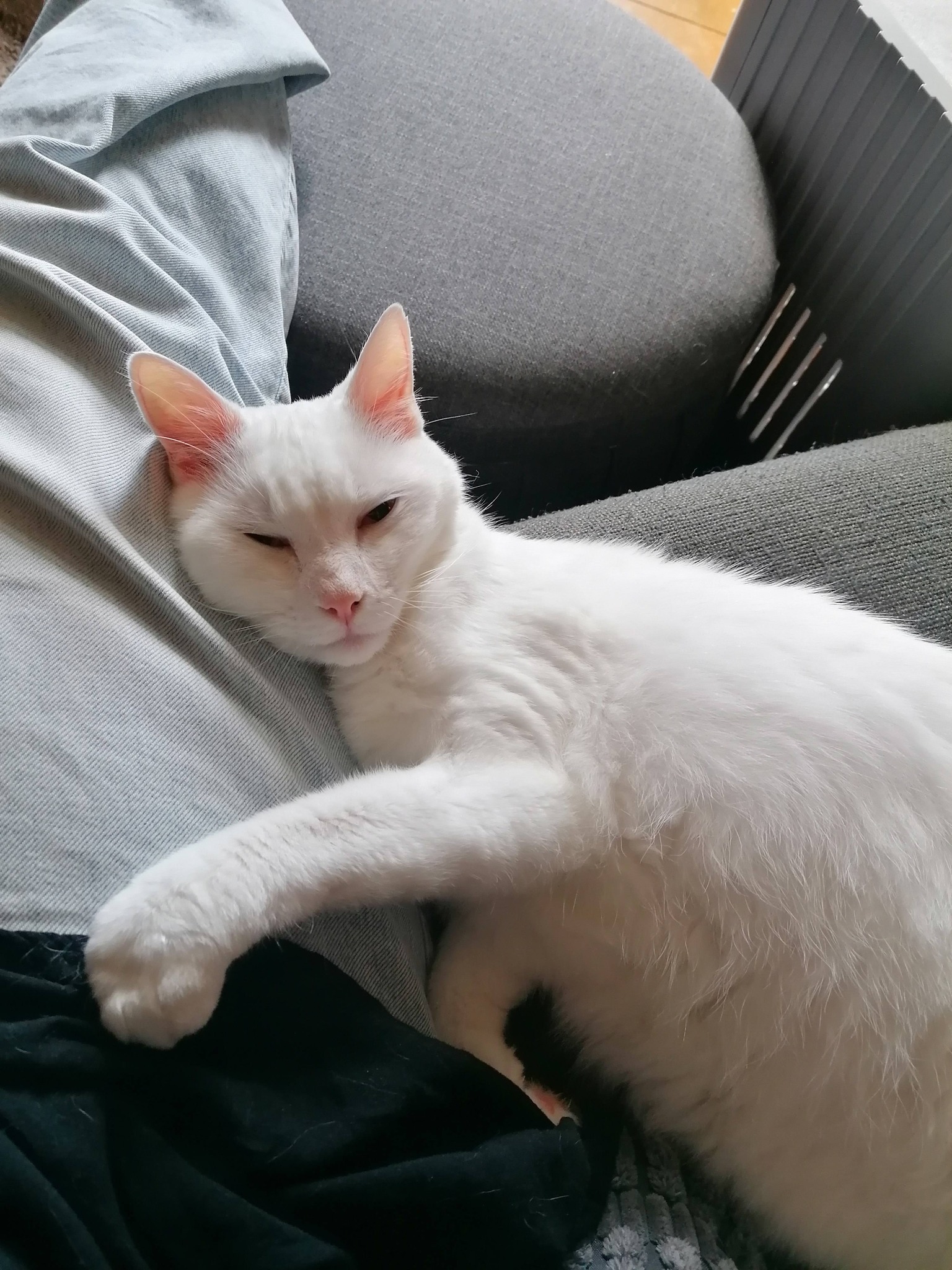 Remembering Shifumi, a beloved white cat