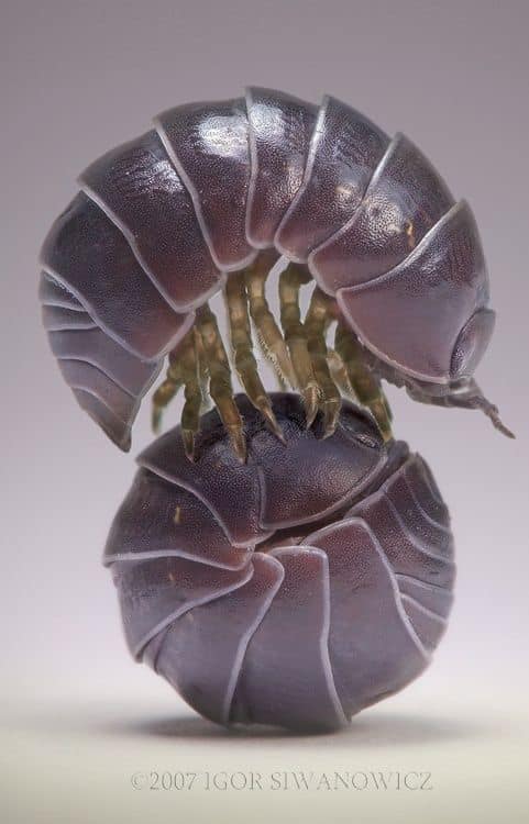 ecosystM.org - Did you know roly-polys make good pets? See...