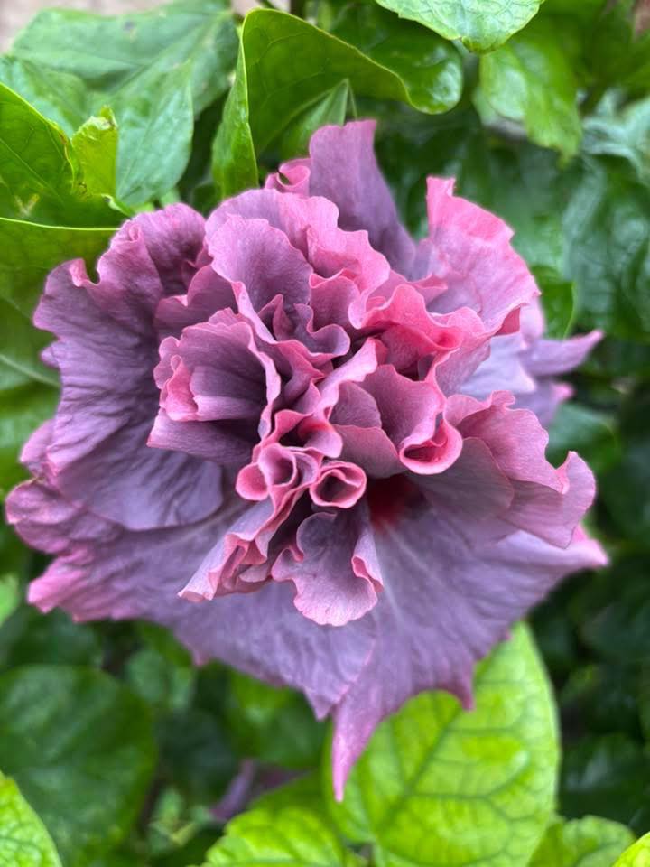 Happy Thursday with variety colors of beautiful hibiscus 💜🩷🧡💛💚