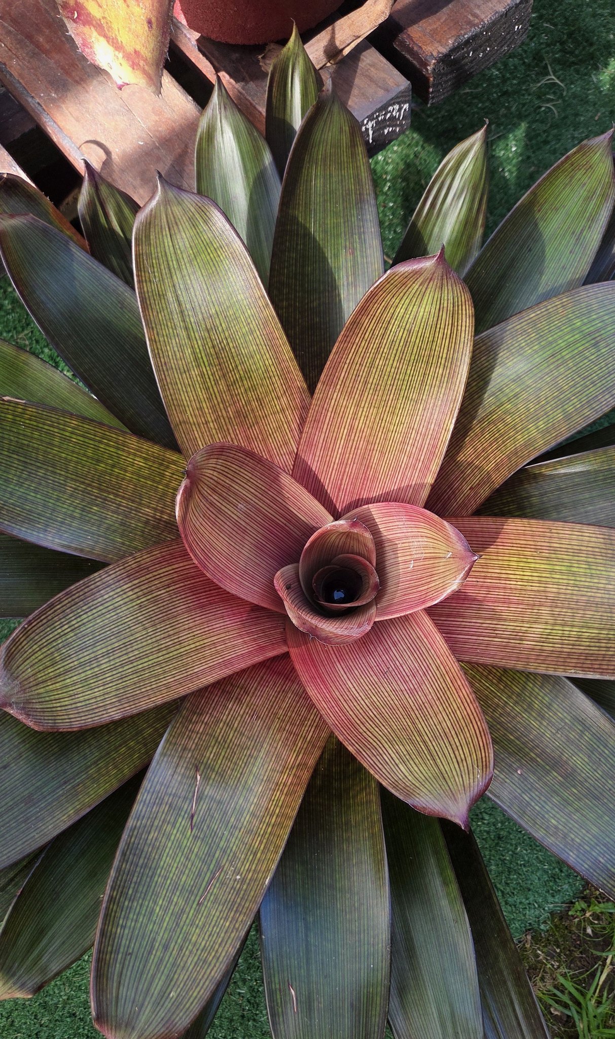 Vriesea x Zebra hybrid plant from Hawaii