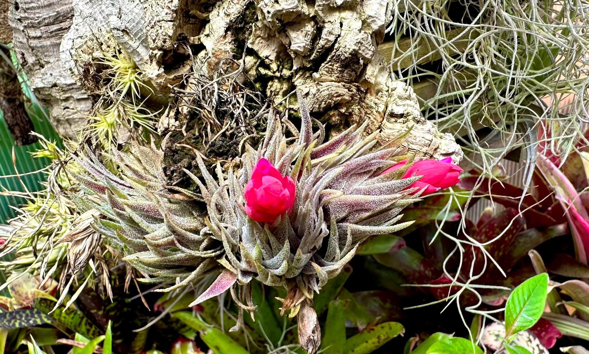 Tillandsia sprengliana bromeliad species from eastern Brazil | Rio