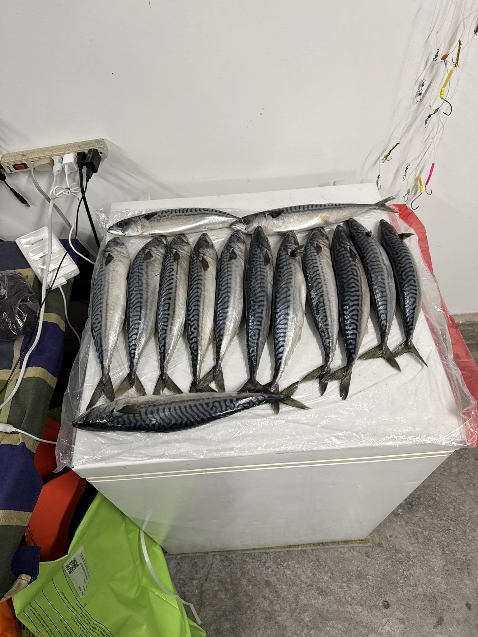 50 pound box frozen bait fish Flying For If you have extra space Large Frozen Sea Bait Pack