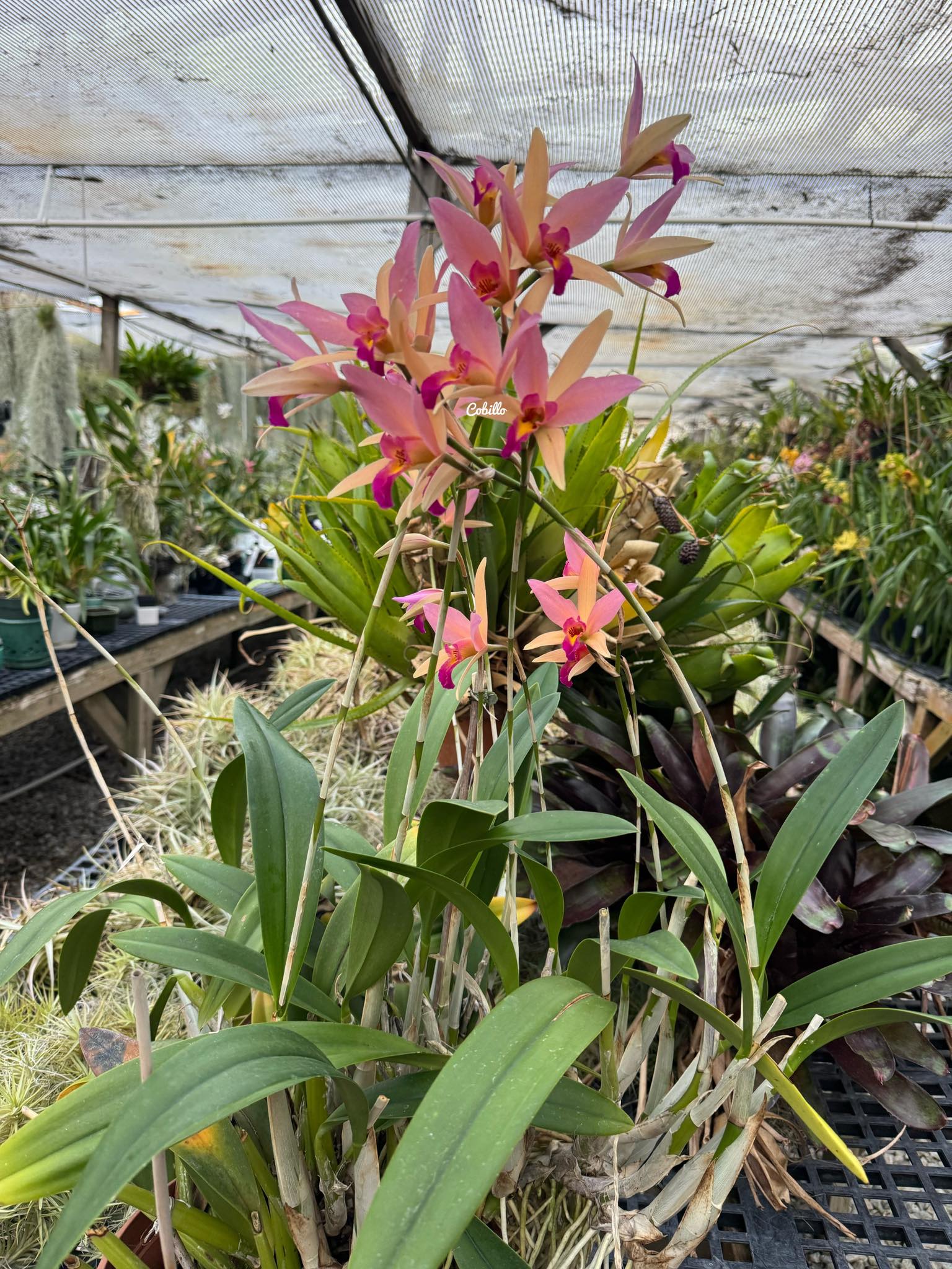 American Orchid Society member's LC Santa Barbara 'Showtime