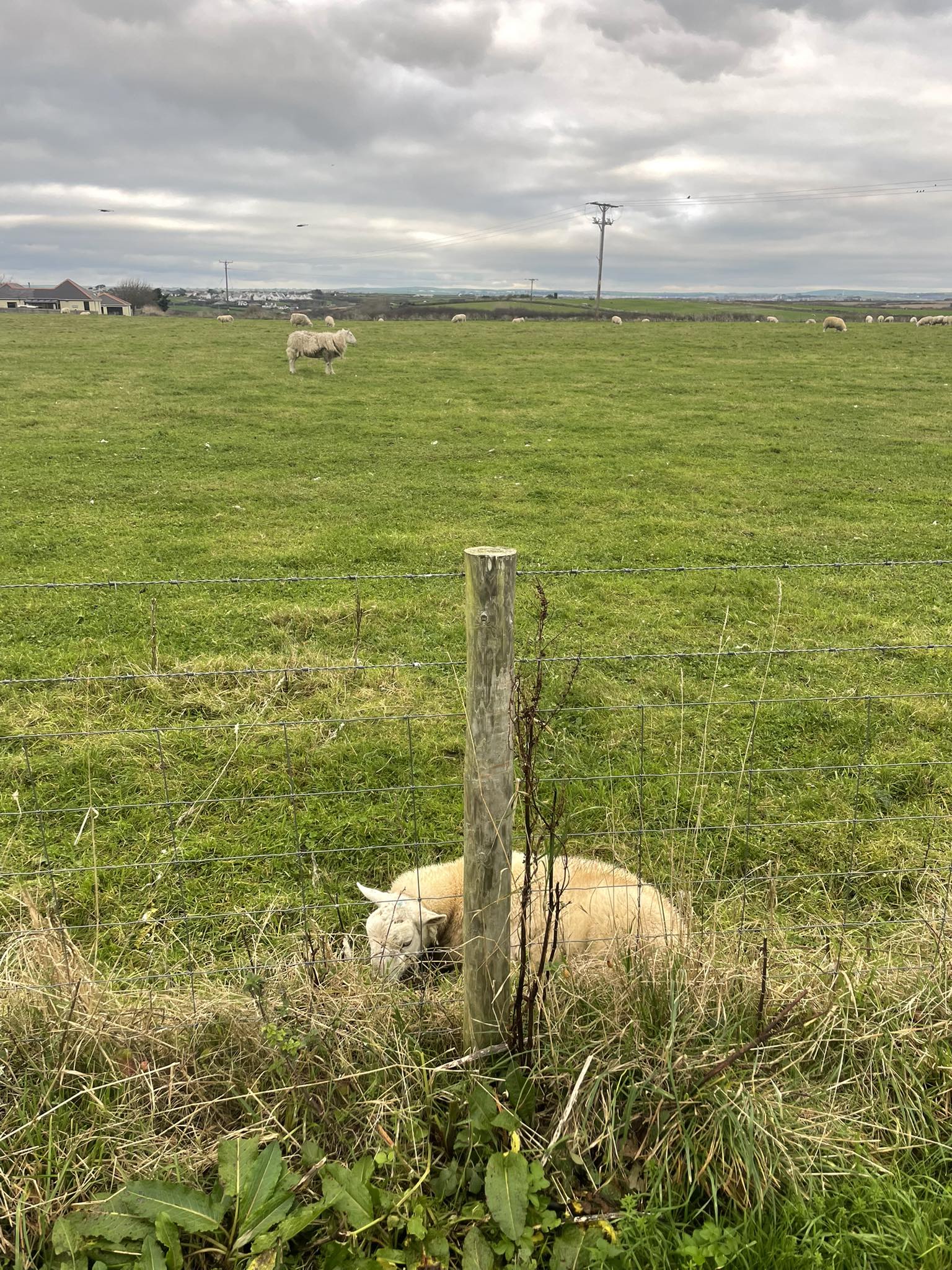 Newest Newquay | Very poorly sheep in the field leading from Cubert ...