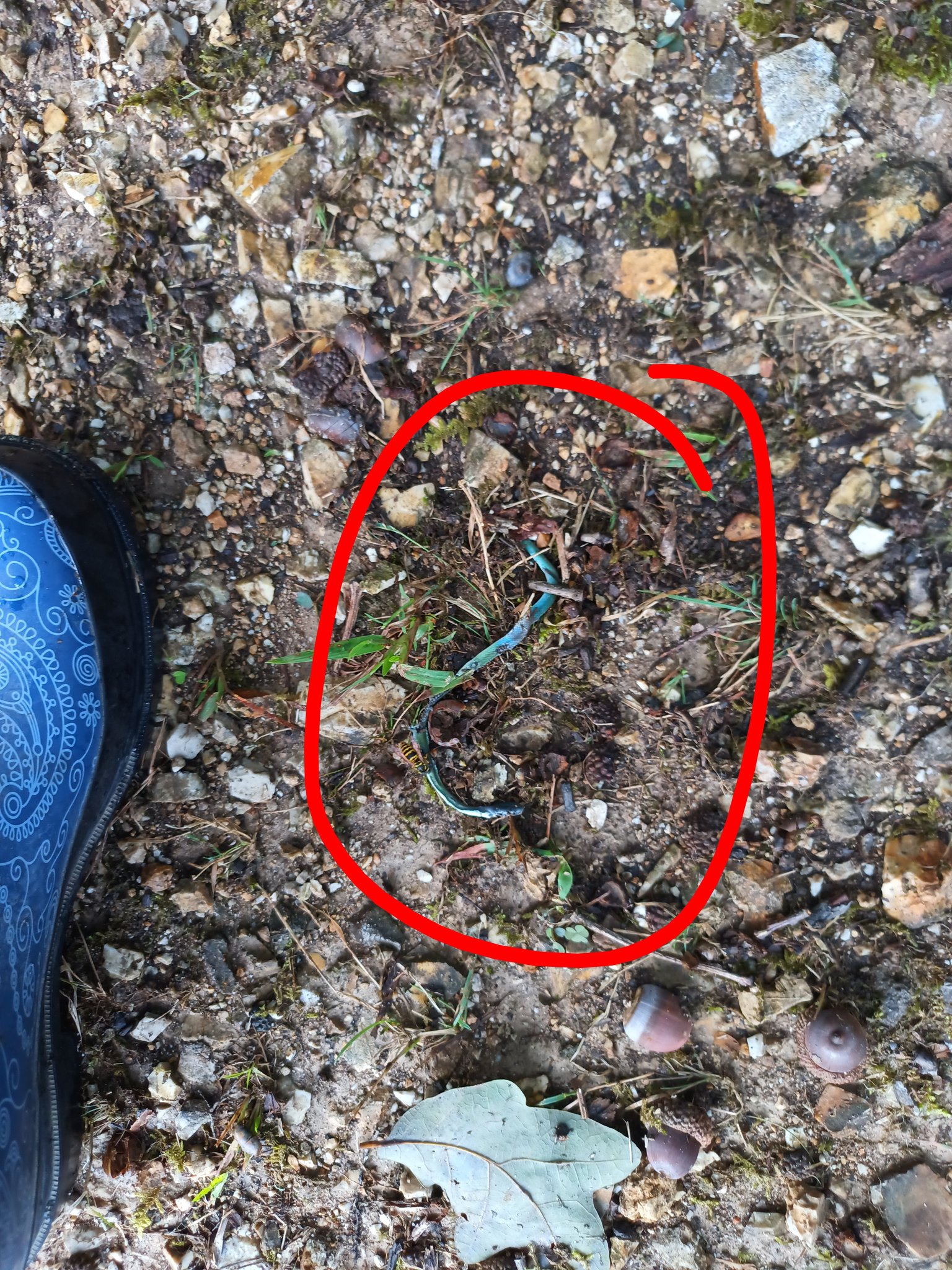 Tennessee snake identification and education page. | Found this itty ...