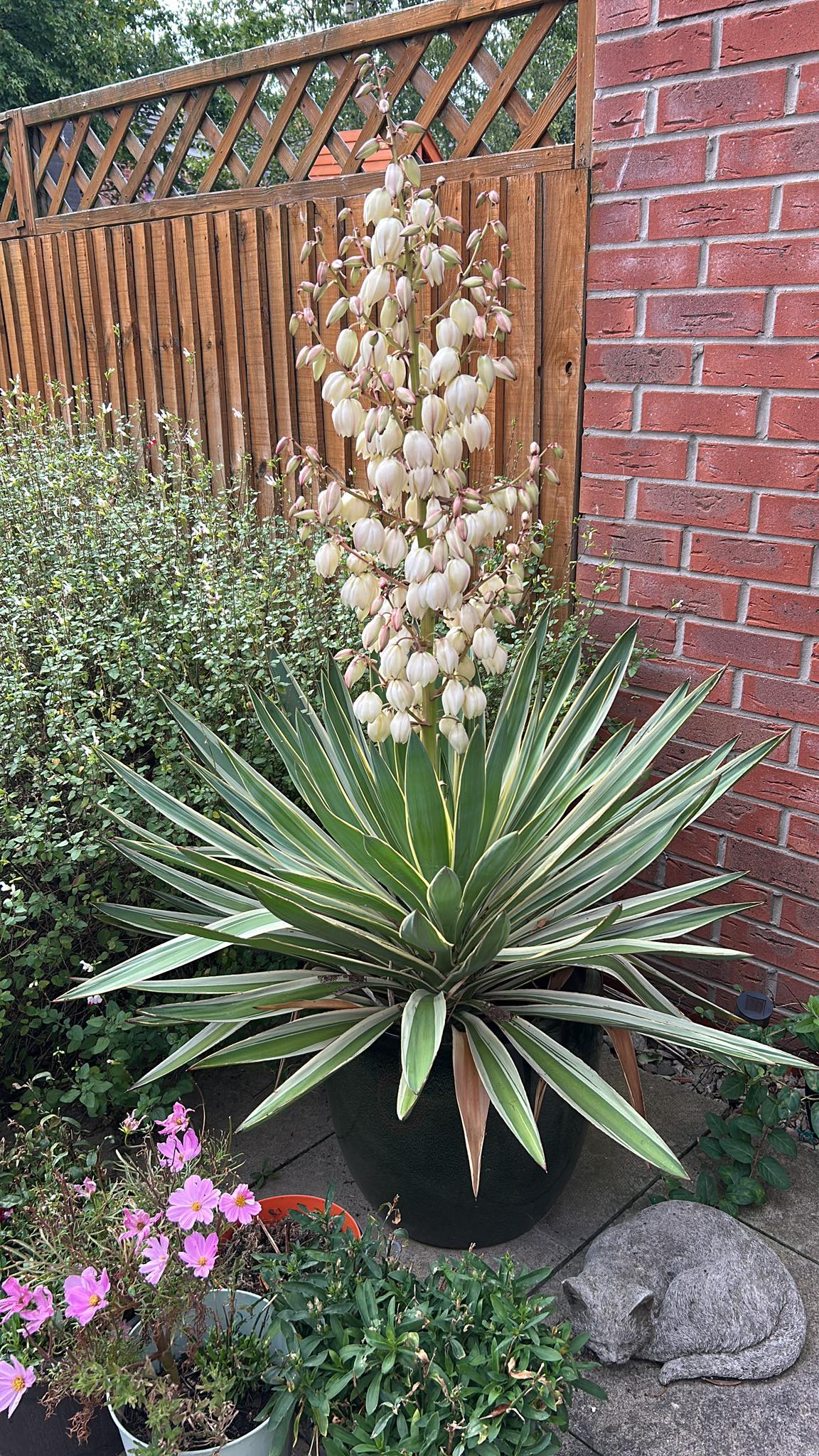 Thought you might all like to see my 'Spanish Dagger' (Yucca