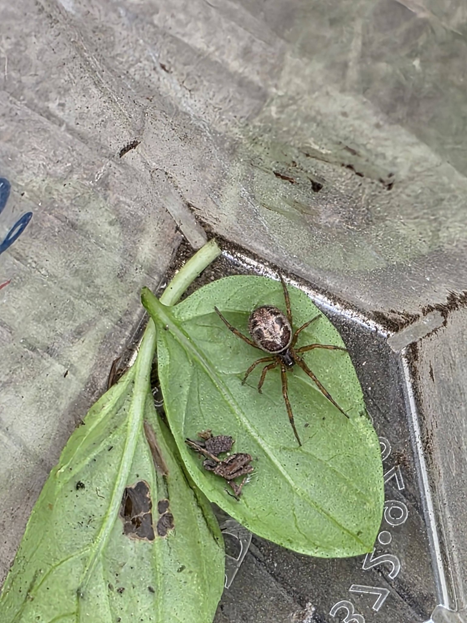 Can someone identify this insect for me? I am in zone 10b, Garden Grove ...