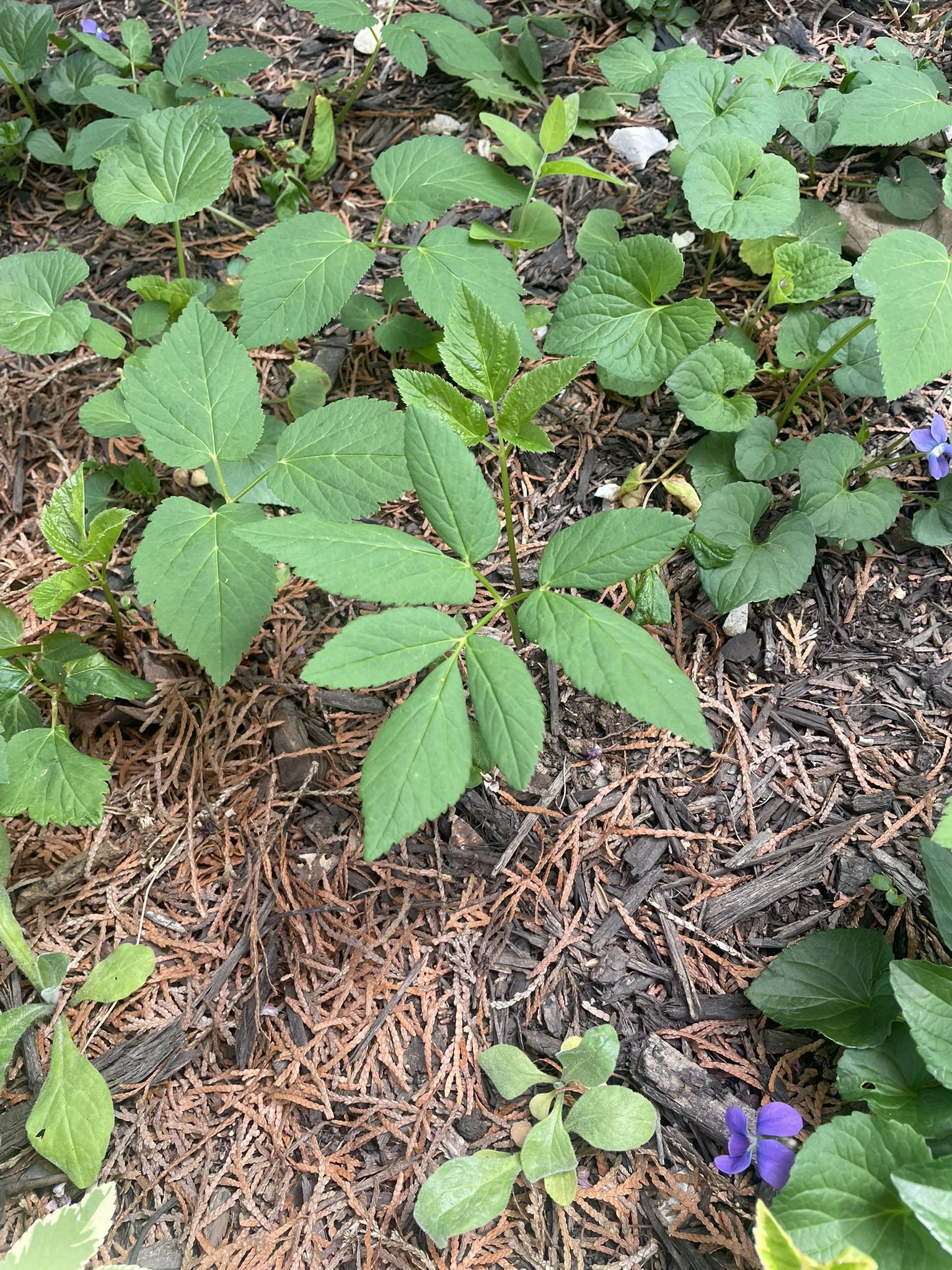 What is the 7 leafed plant in Lexington, KY?