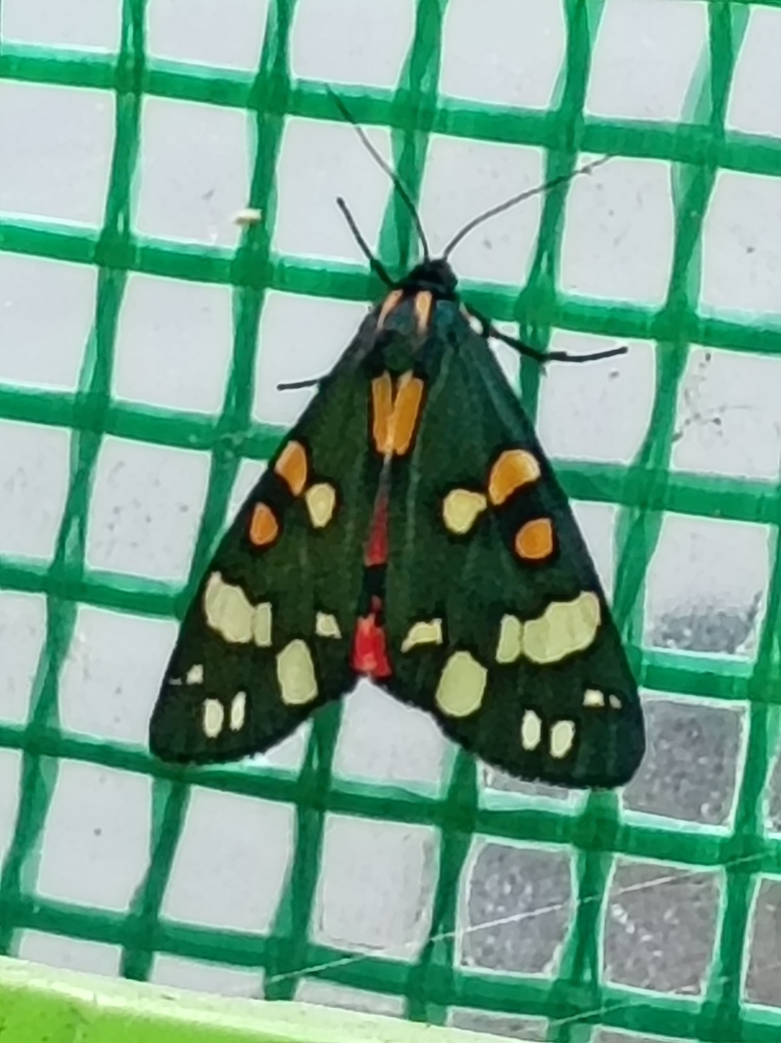 what are these moths in my greenhouse?