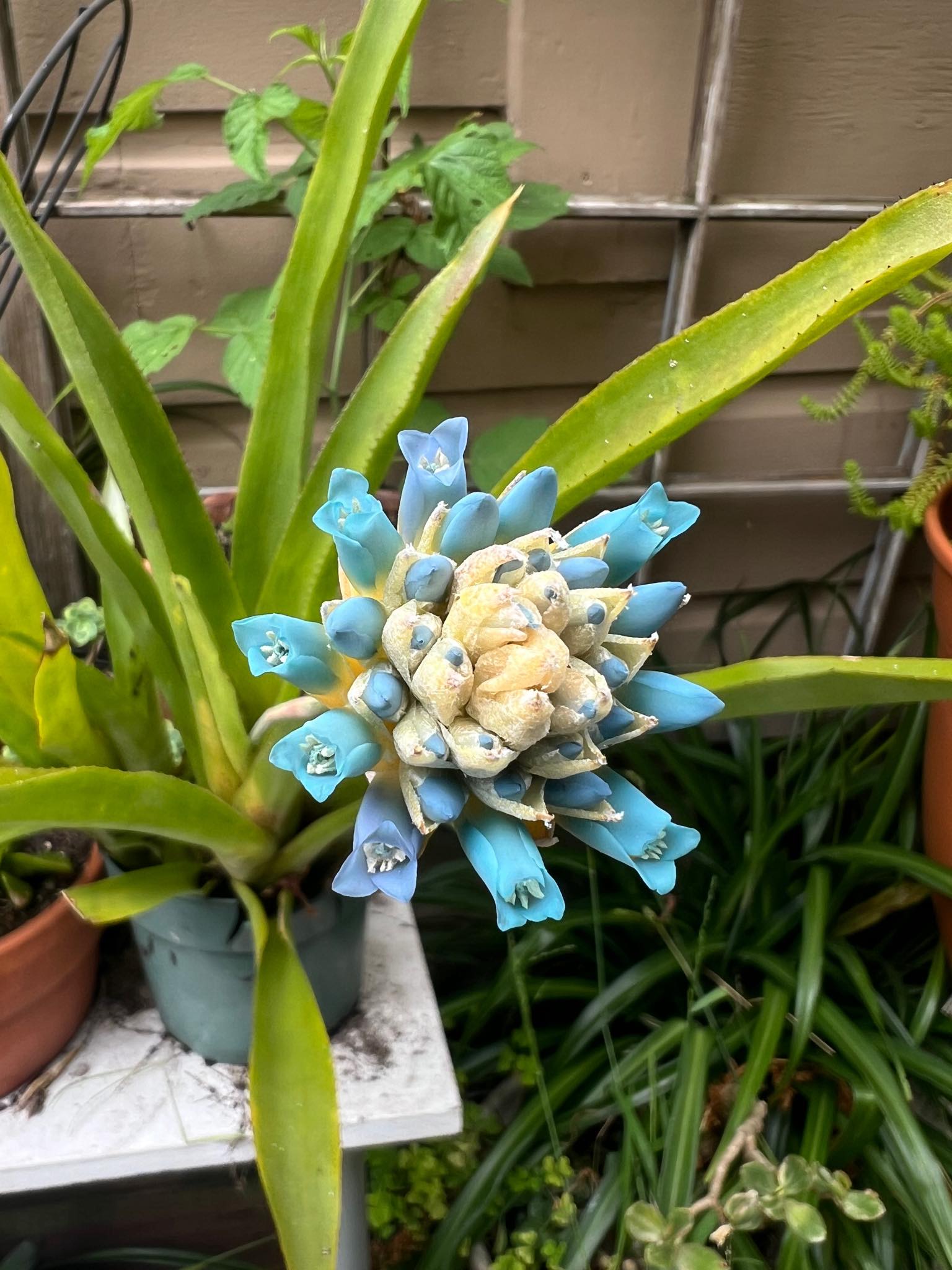 Quesnelia Rafael Oliveira in Bloom ❤️