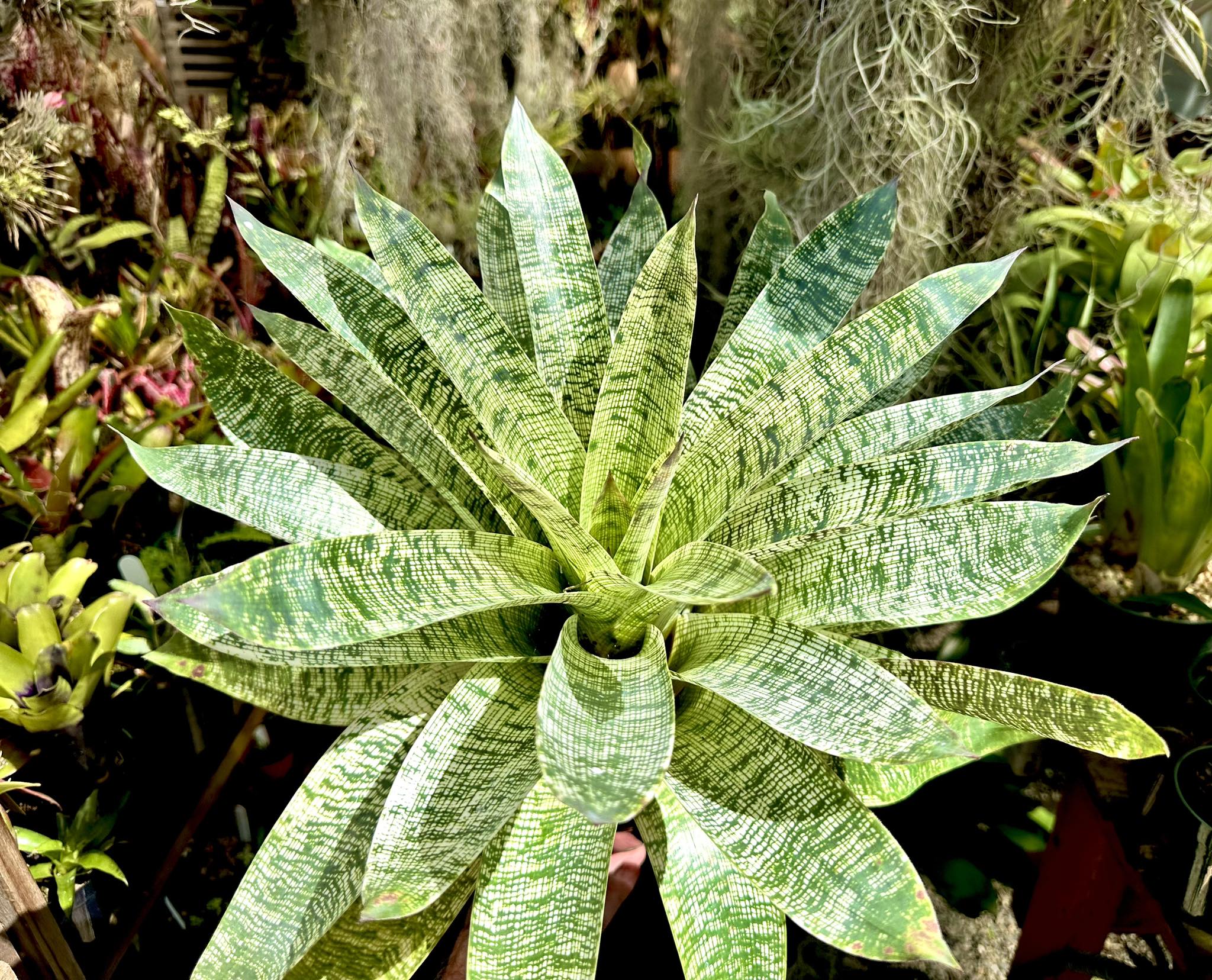 One of our first Vriesea hybrids Hawaiian Ruby selfed.