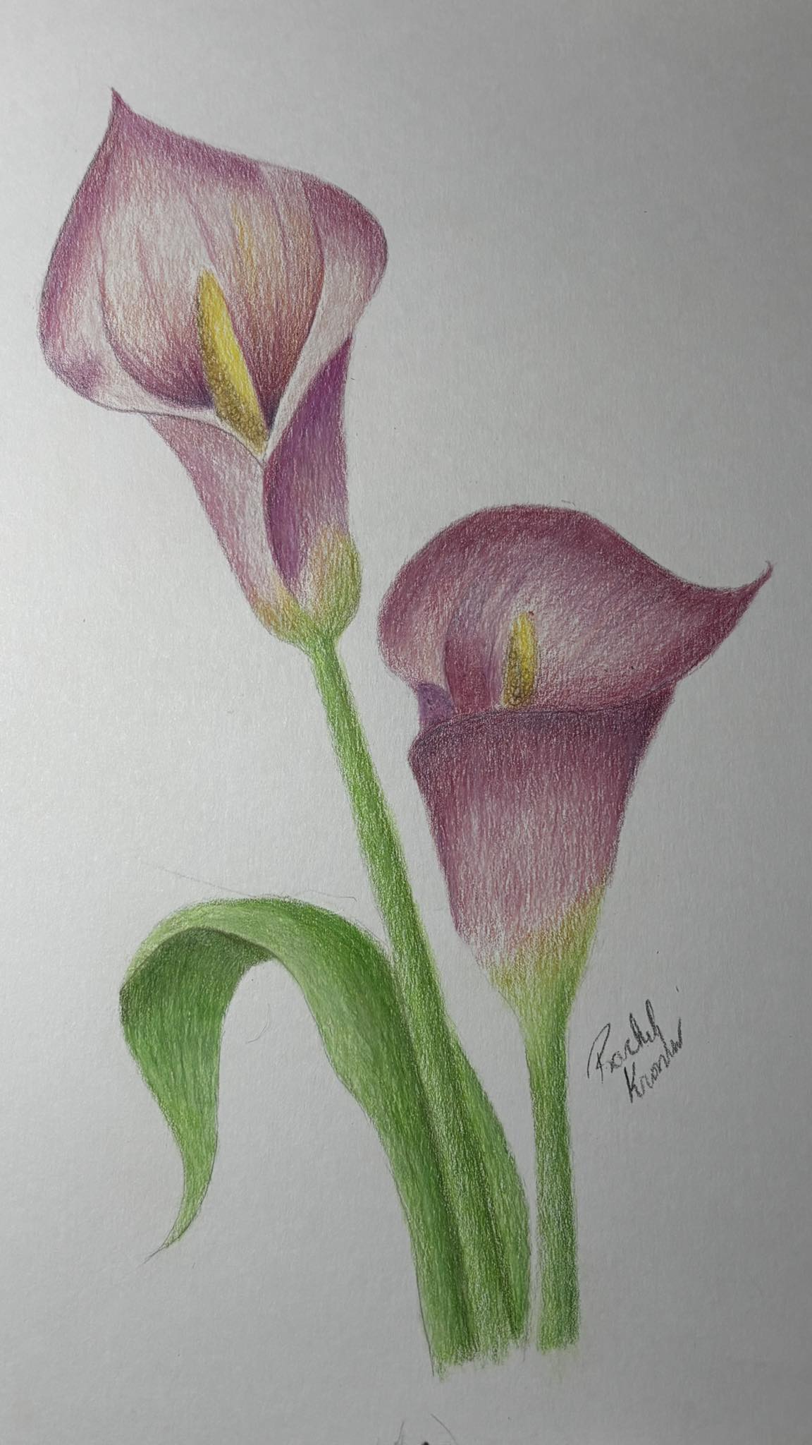 Color Pencil Art | This is my first drawing on Bristol vellum | Facebook