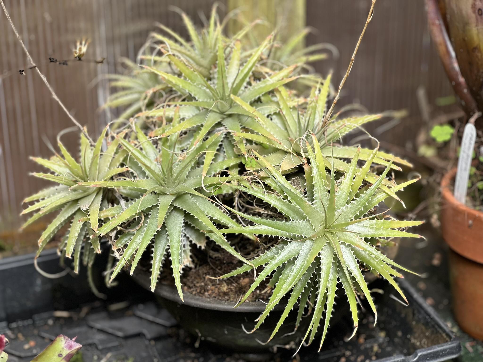 Deuterocohnia longipetala succulent bromeliad care