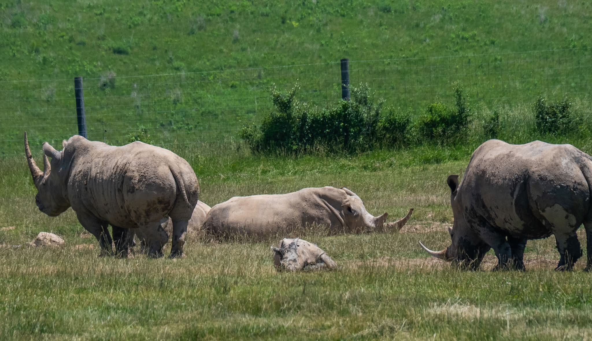 Baby White Rhino…The Wilds, Cumberland Ohio