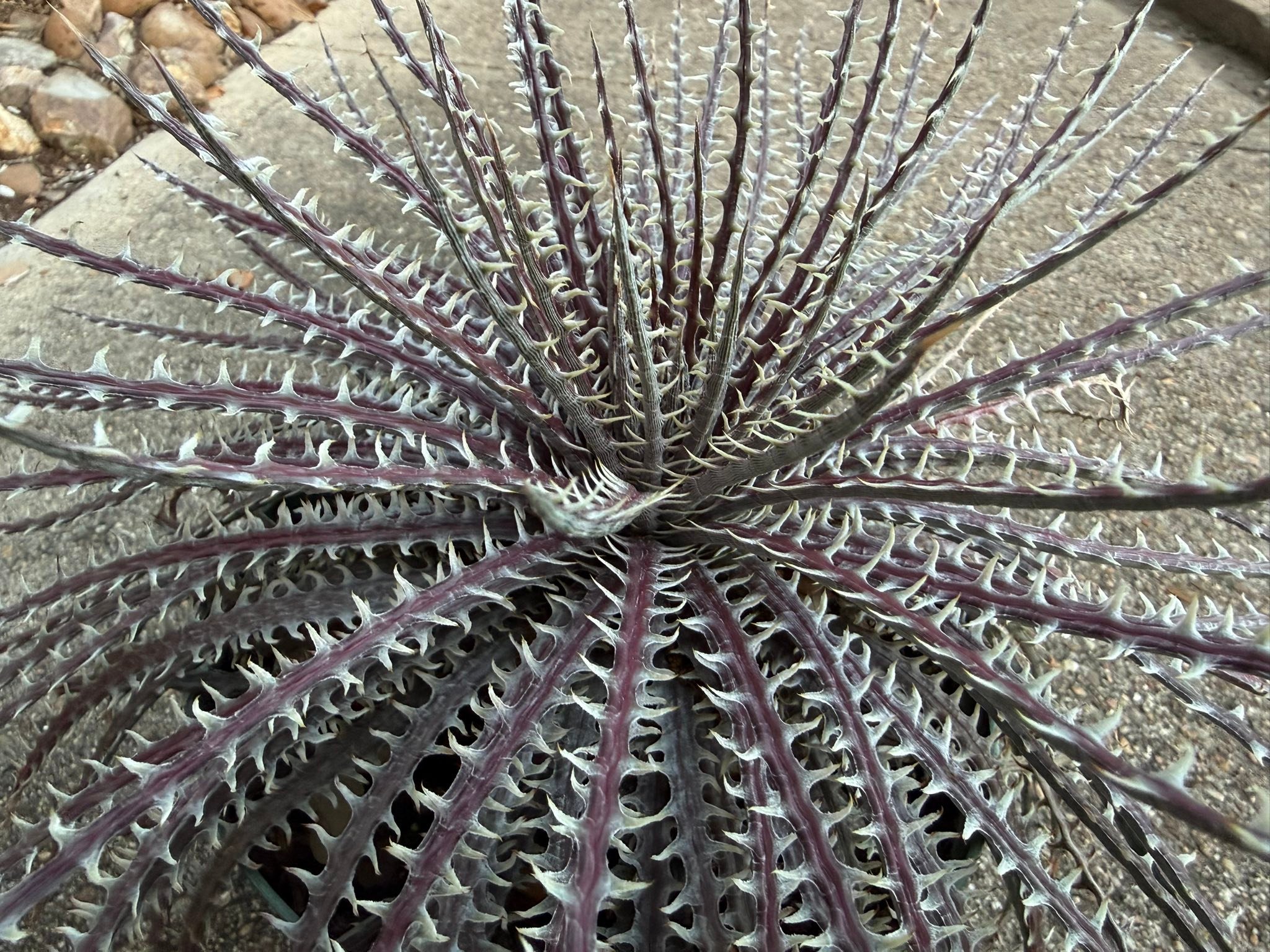 Dyckia Bill Baker's BS hybrid, No Name DBディッキア Dyckia Bill