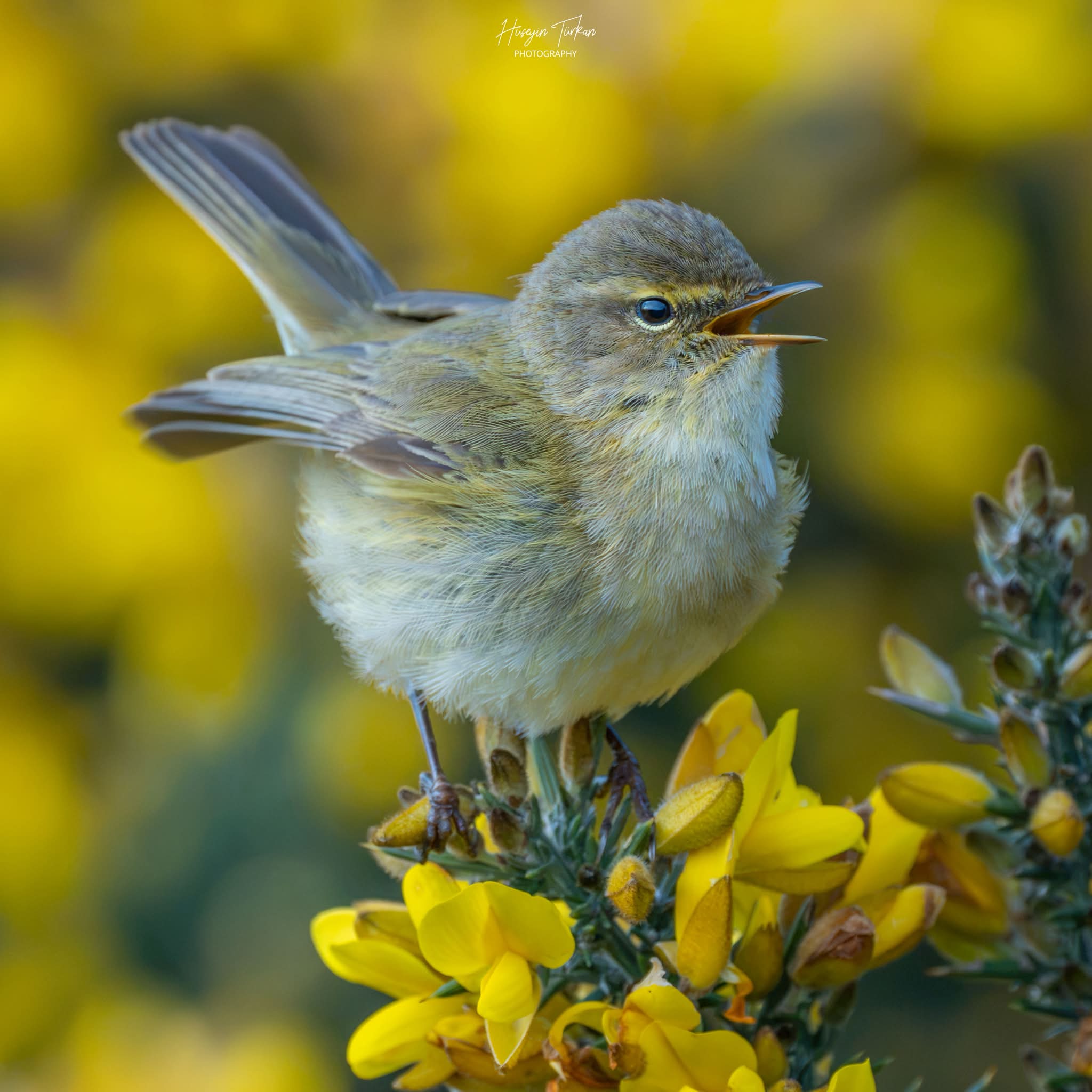 Chiffchaff