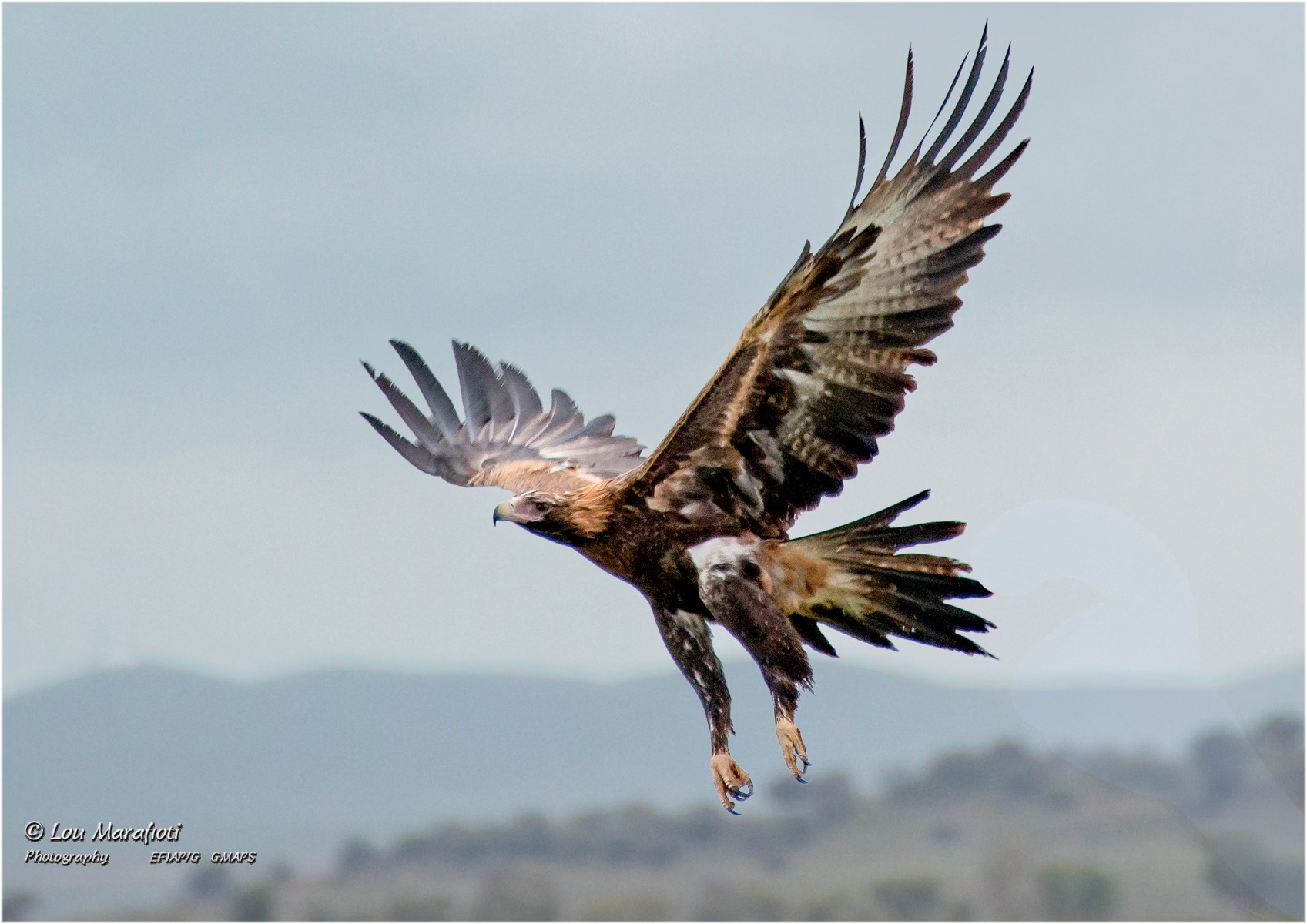 A Wedge-tailed Eagle, seen near Hawker, Flinders Ranges, SA. | Facebook