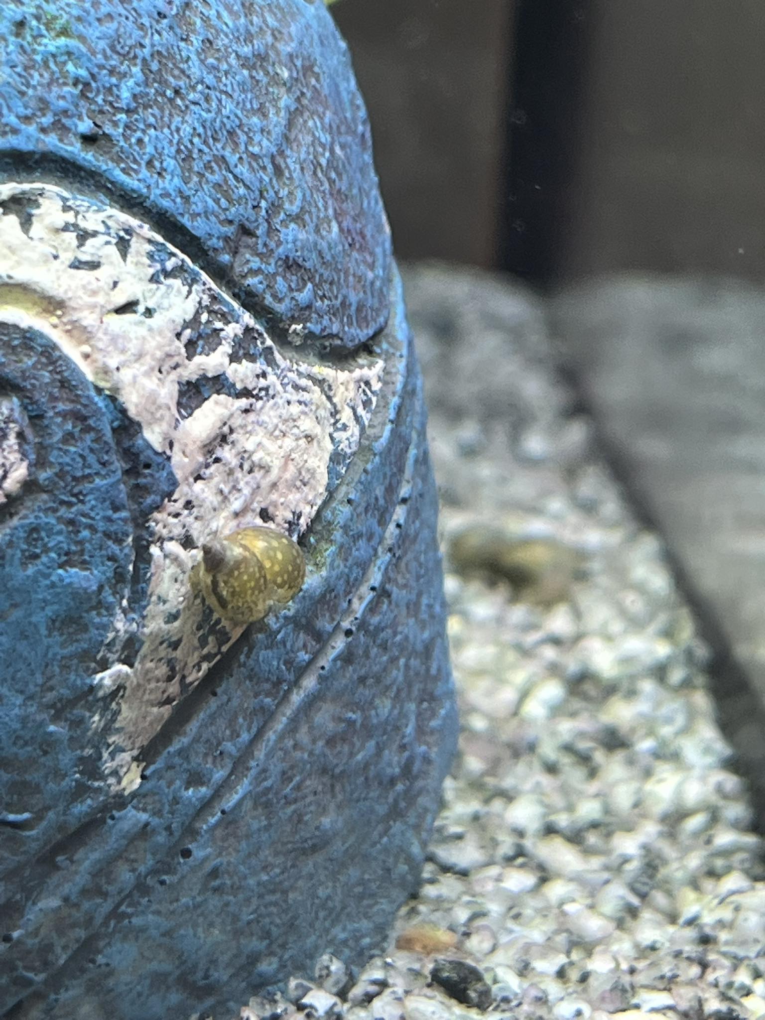 What are these snails in my reef tank?