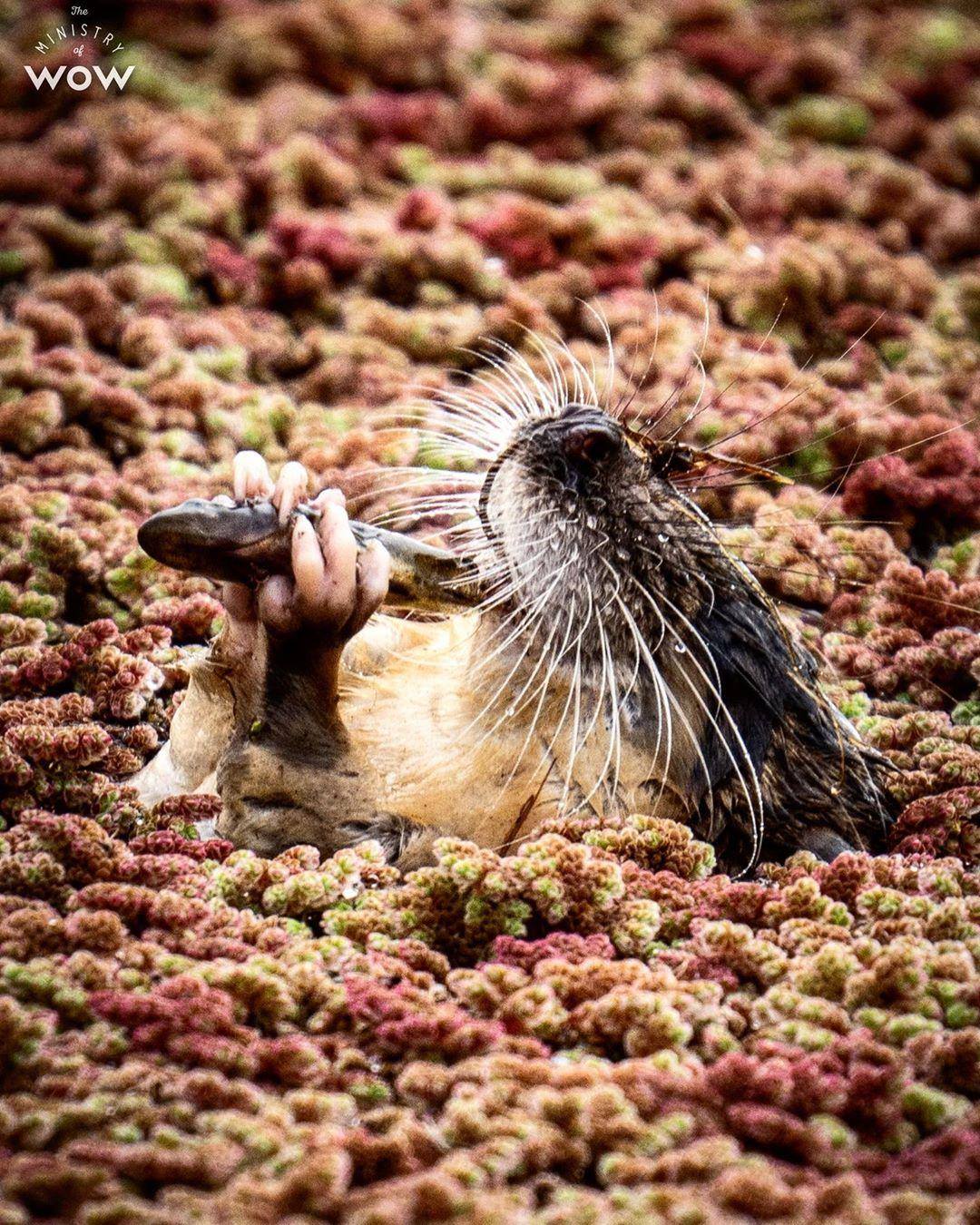 It’s not a rat or an otter, it’s a native SA animal called a Rakali ...