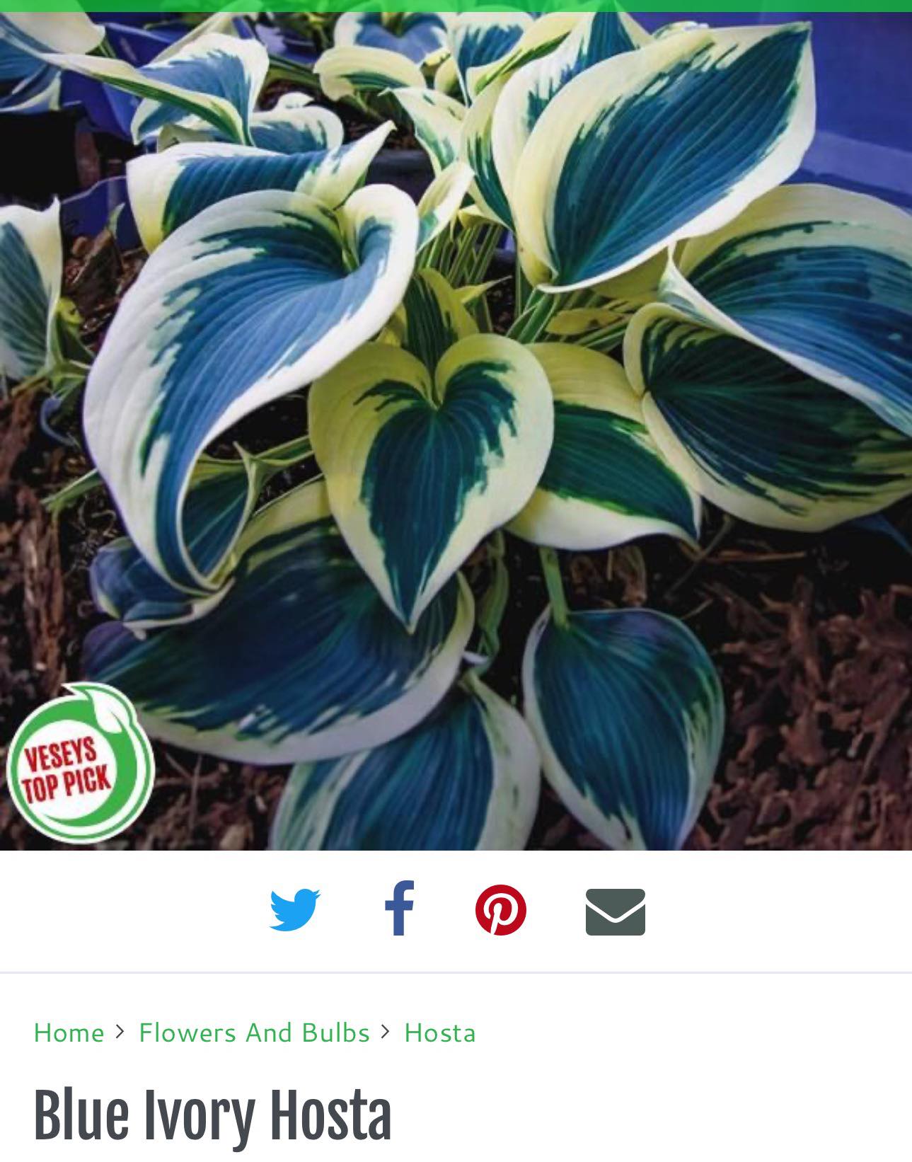 What are the bluest hostas?