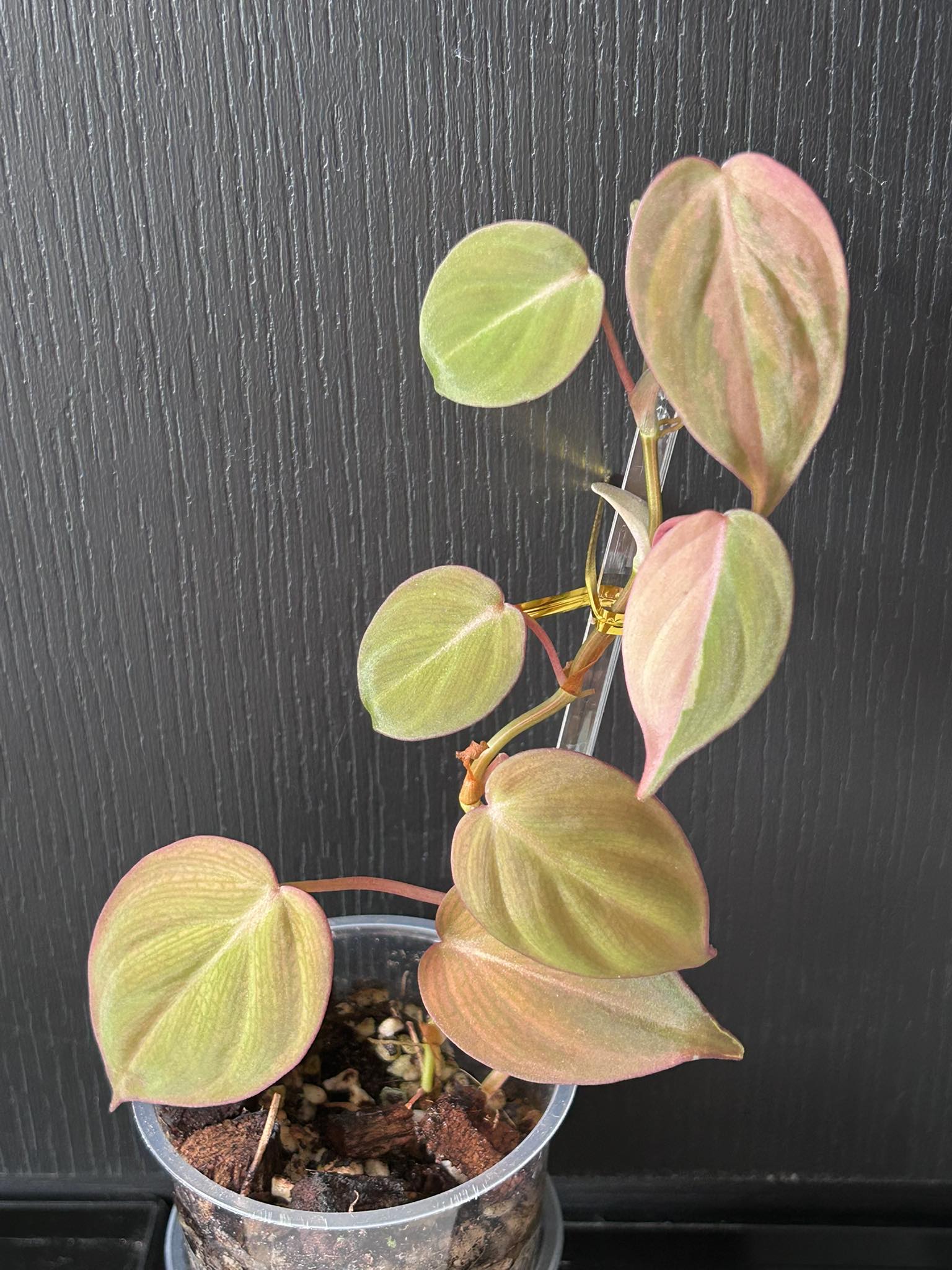 What is this pink variation of mican plant?