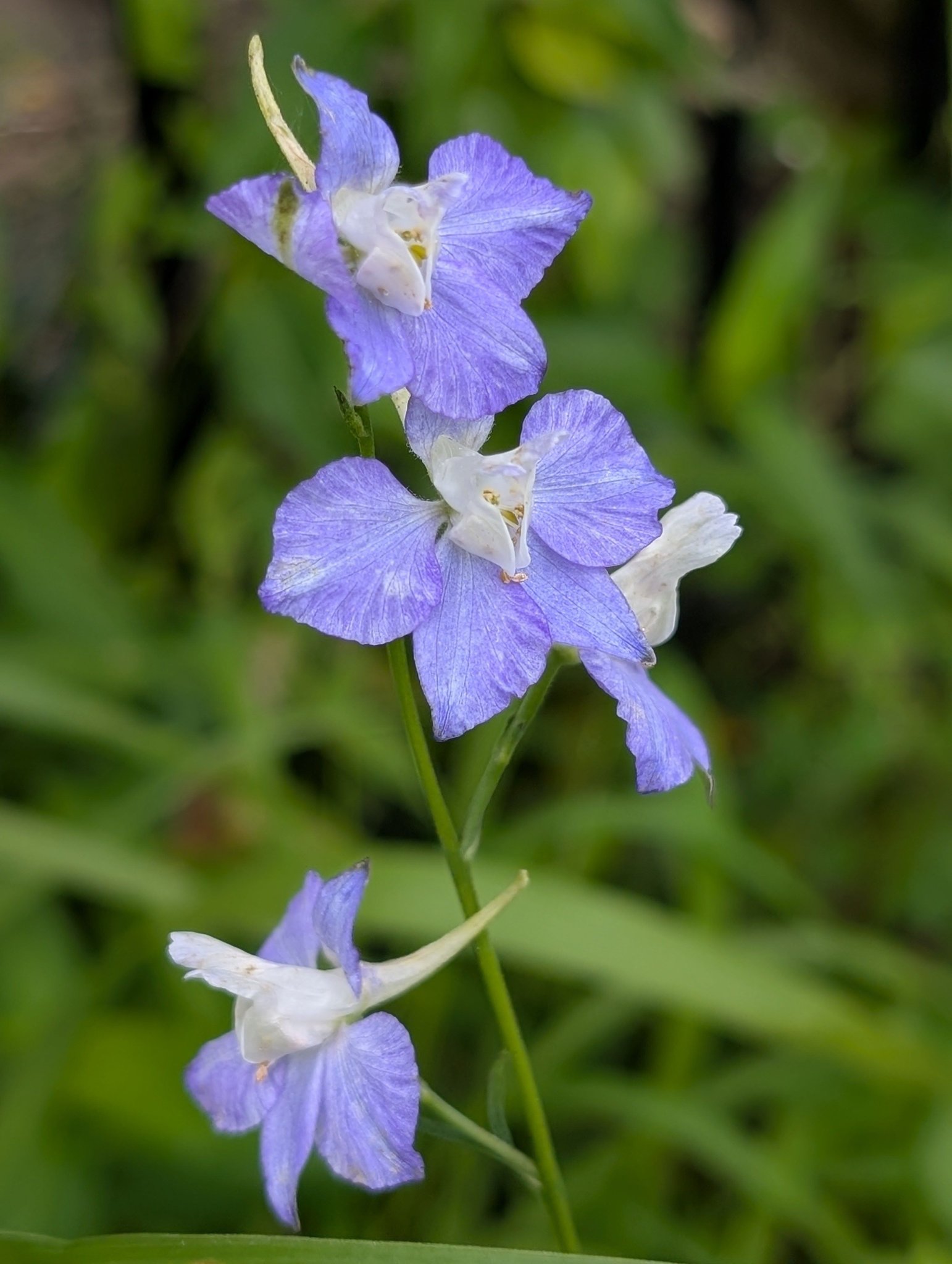 花っていいね！倶楽部
