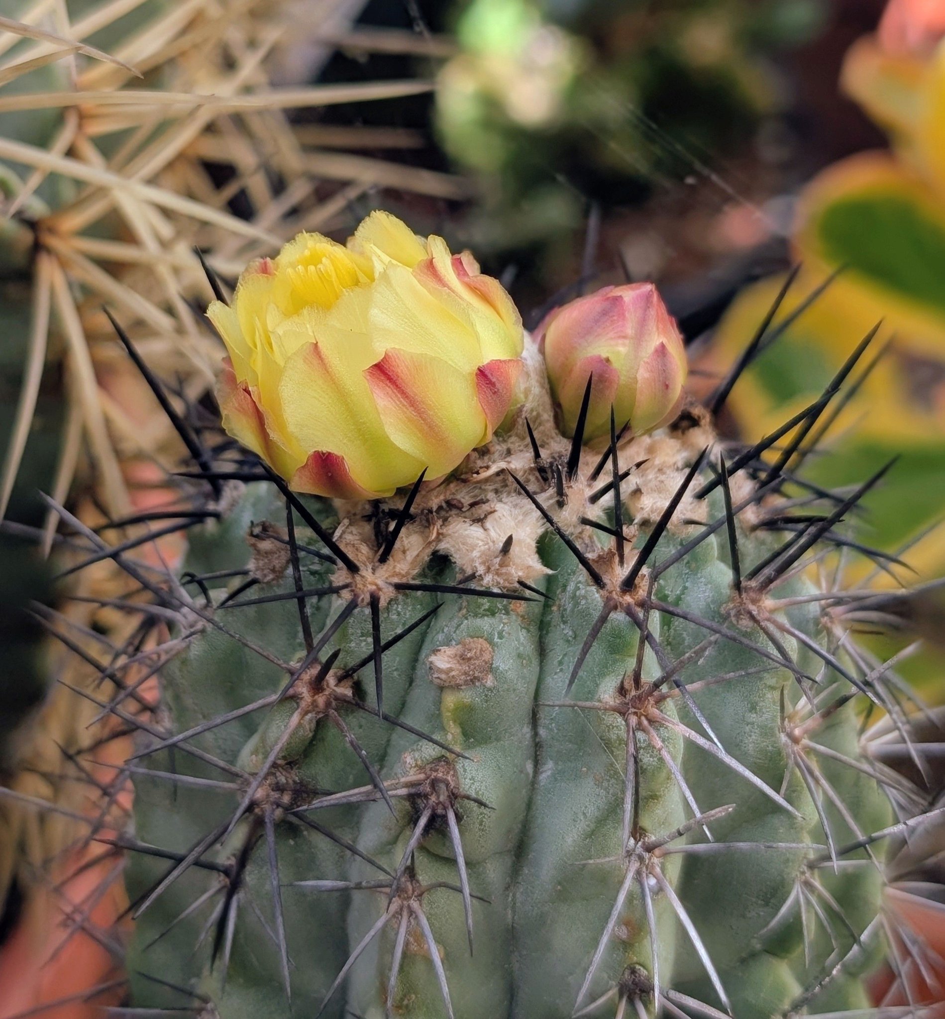 Copiapoa flowers and from some other cacti 🌸