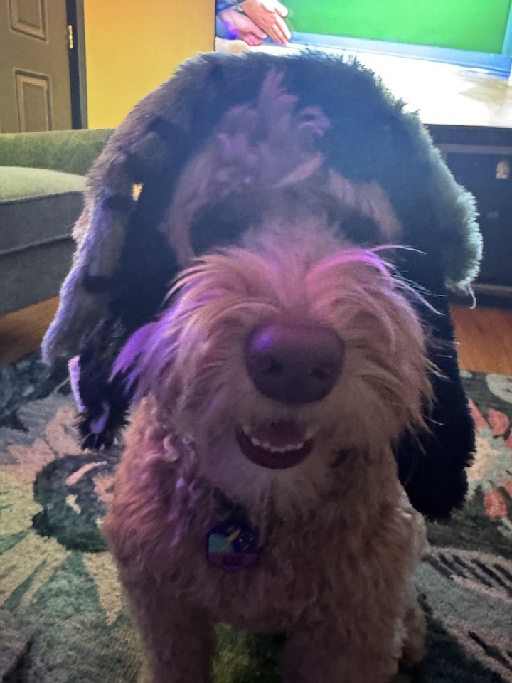 What is a soul dog and its key characteristics