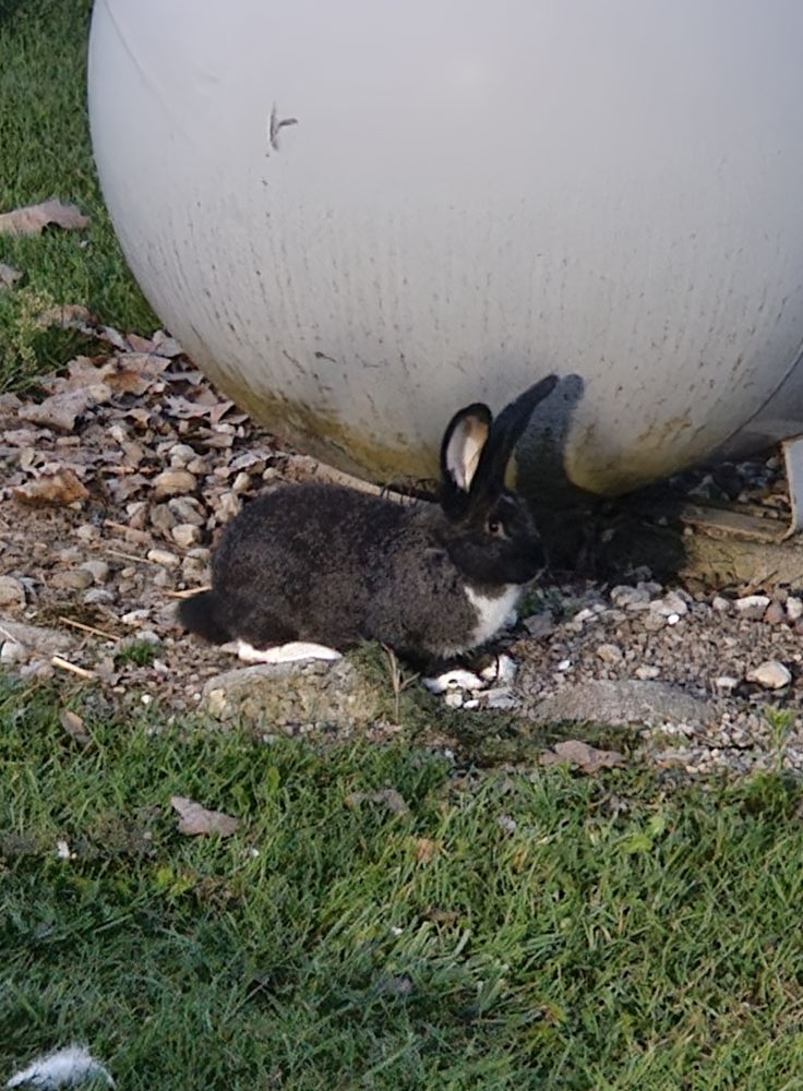 Dundee Watchdogs | Is anyone missing a black rabbit with white feet ...