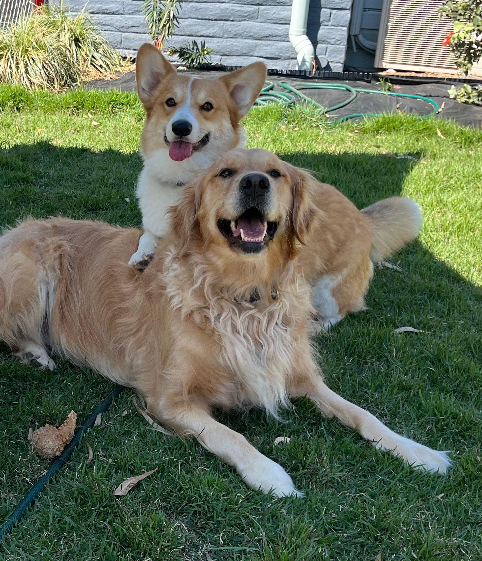 deb klowas House and pet sitter needed in Kenmore for golden retriever and corgi glutathione sun ampoule