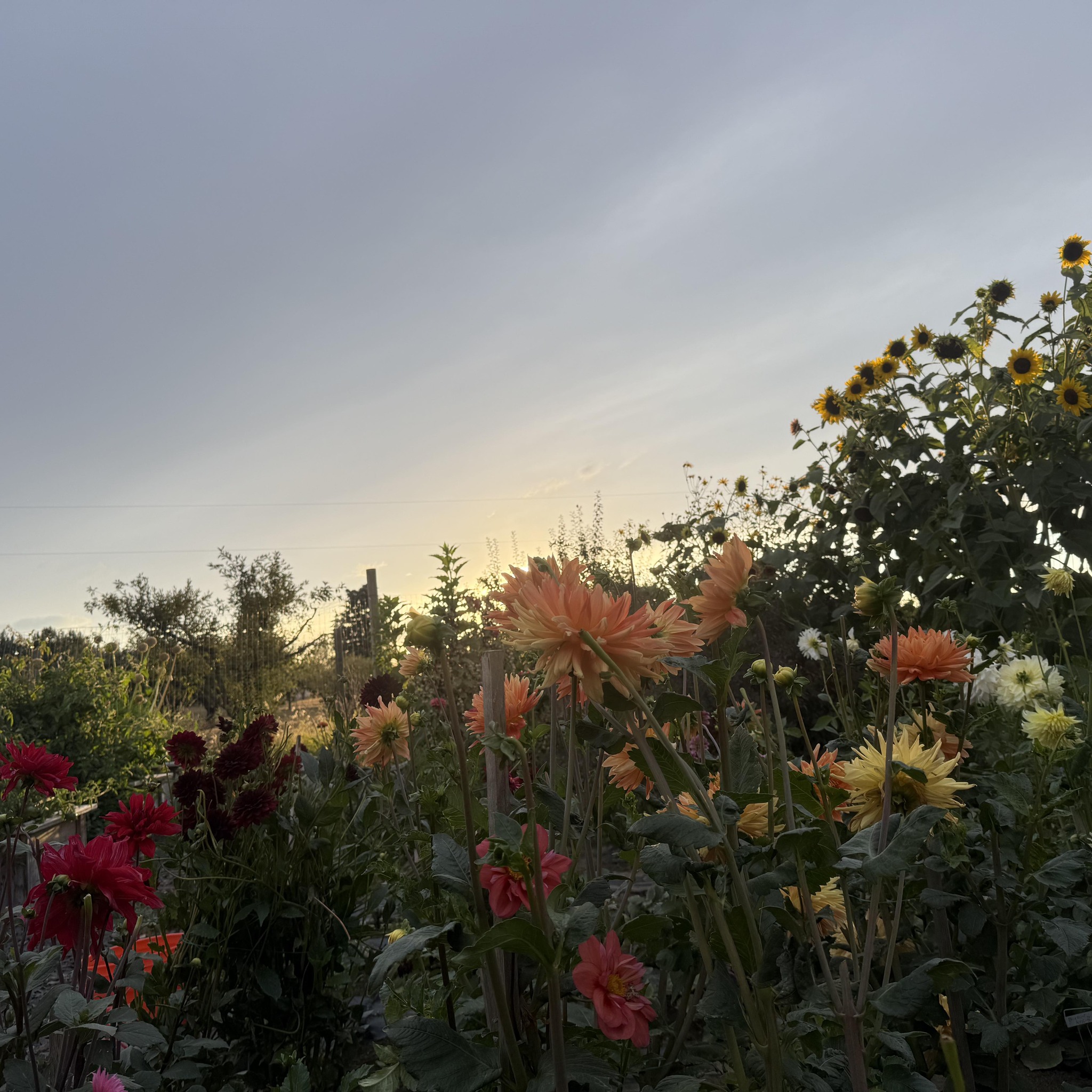 Spokane Dahlias | Soooo I am planning an Inaugural Mini Dahlia Festival ...