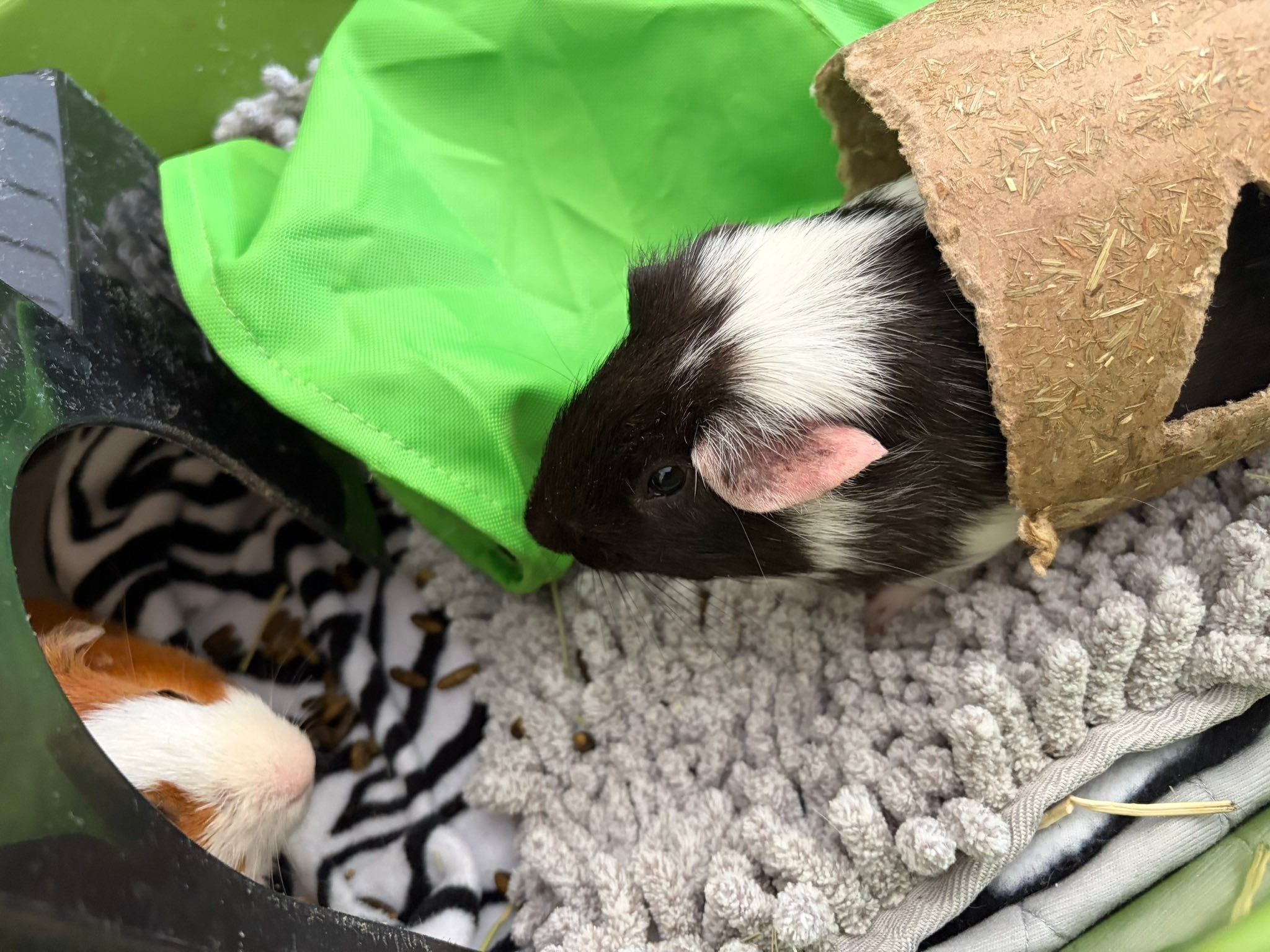 New guinea pig owners seeking advice for Rumi, Brown, and Zoey's care