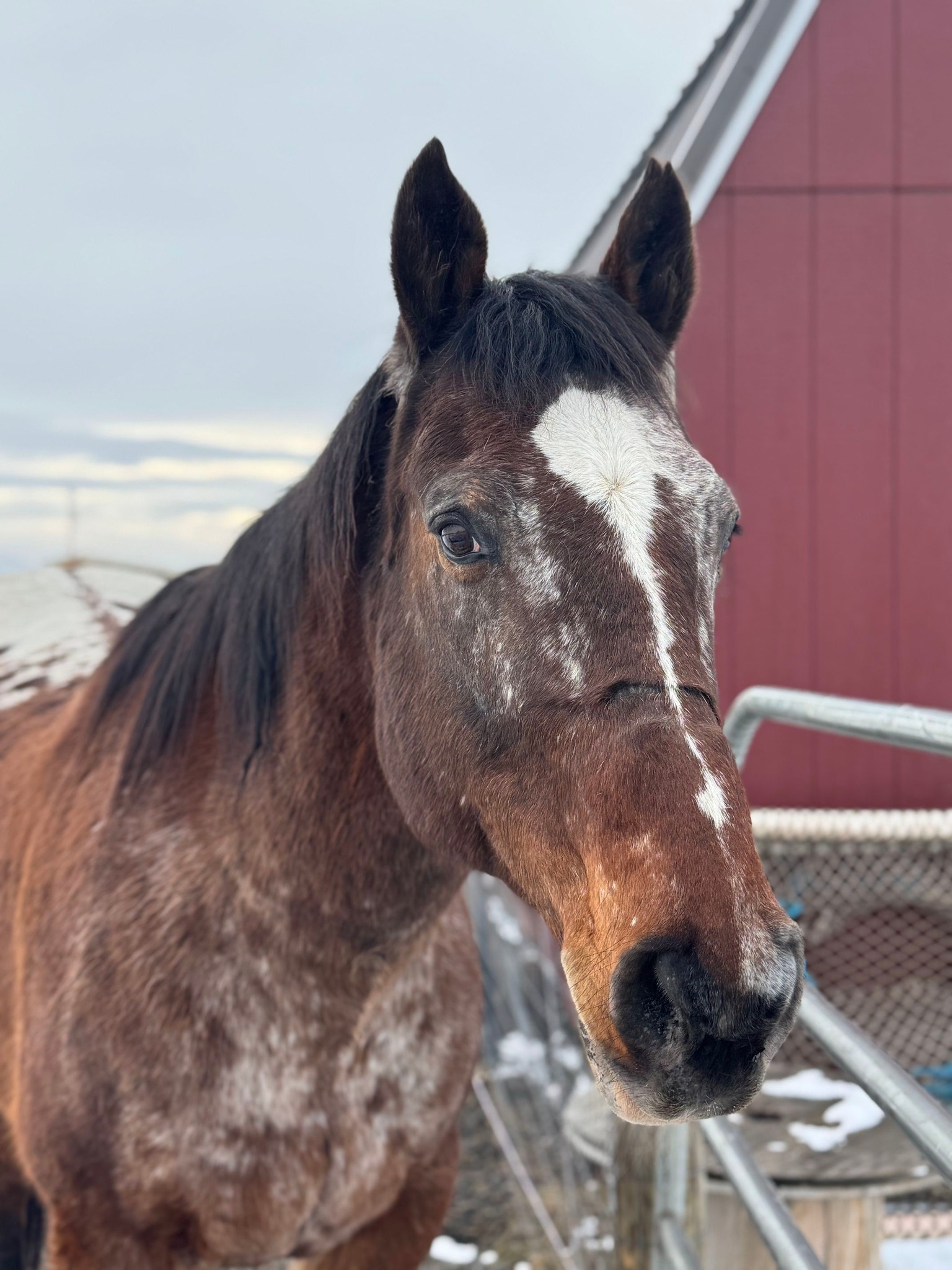 Rodeo City Equine Rescue | Kittitas WA