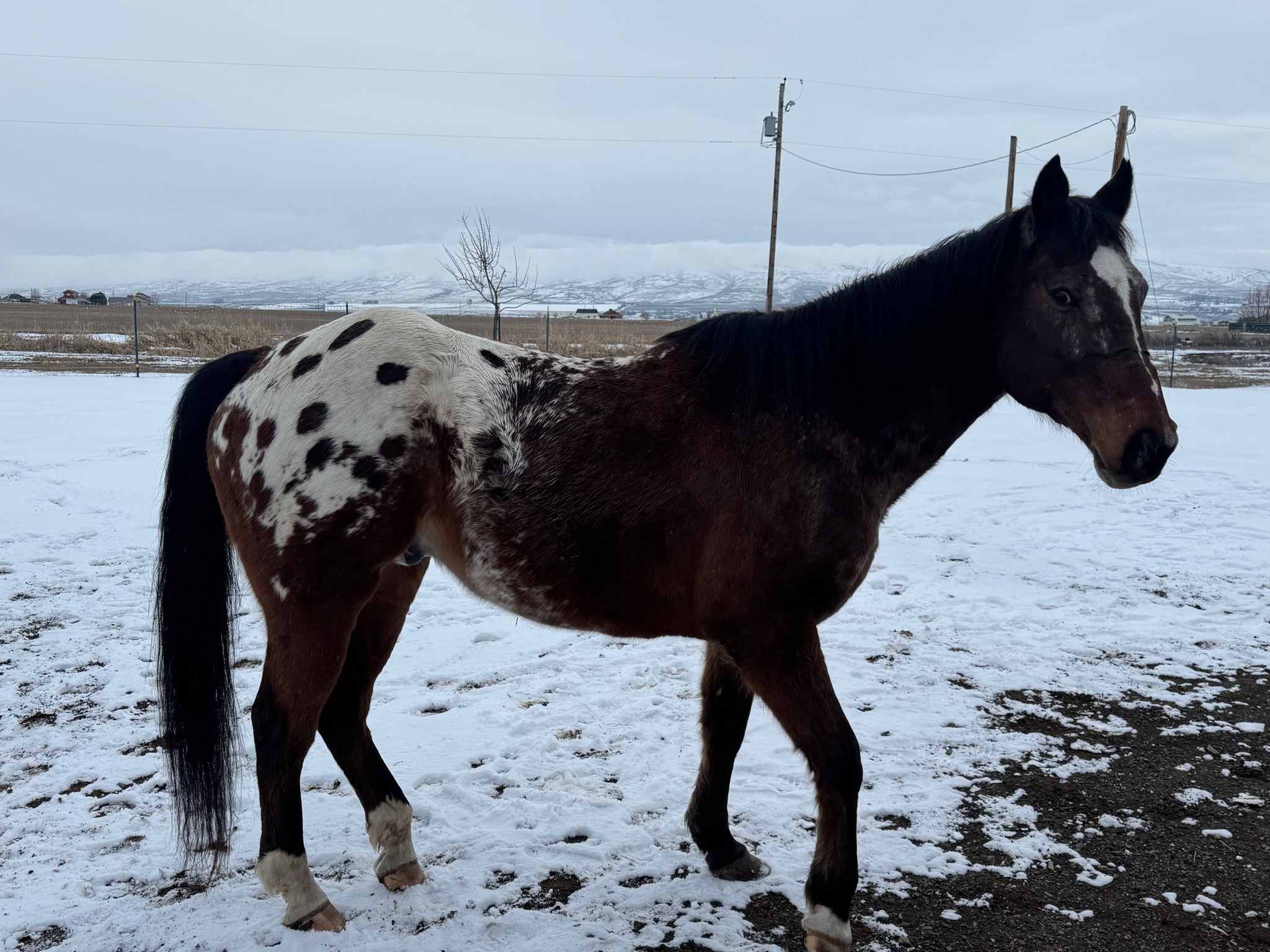 Rodeo City Equine Rescue | Kittitas WA