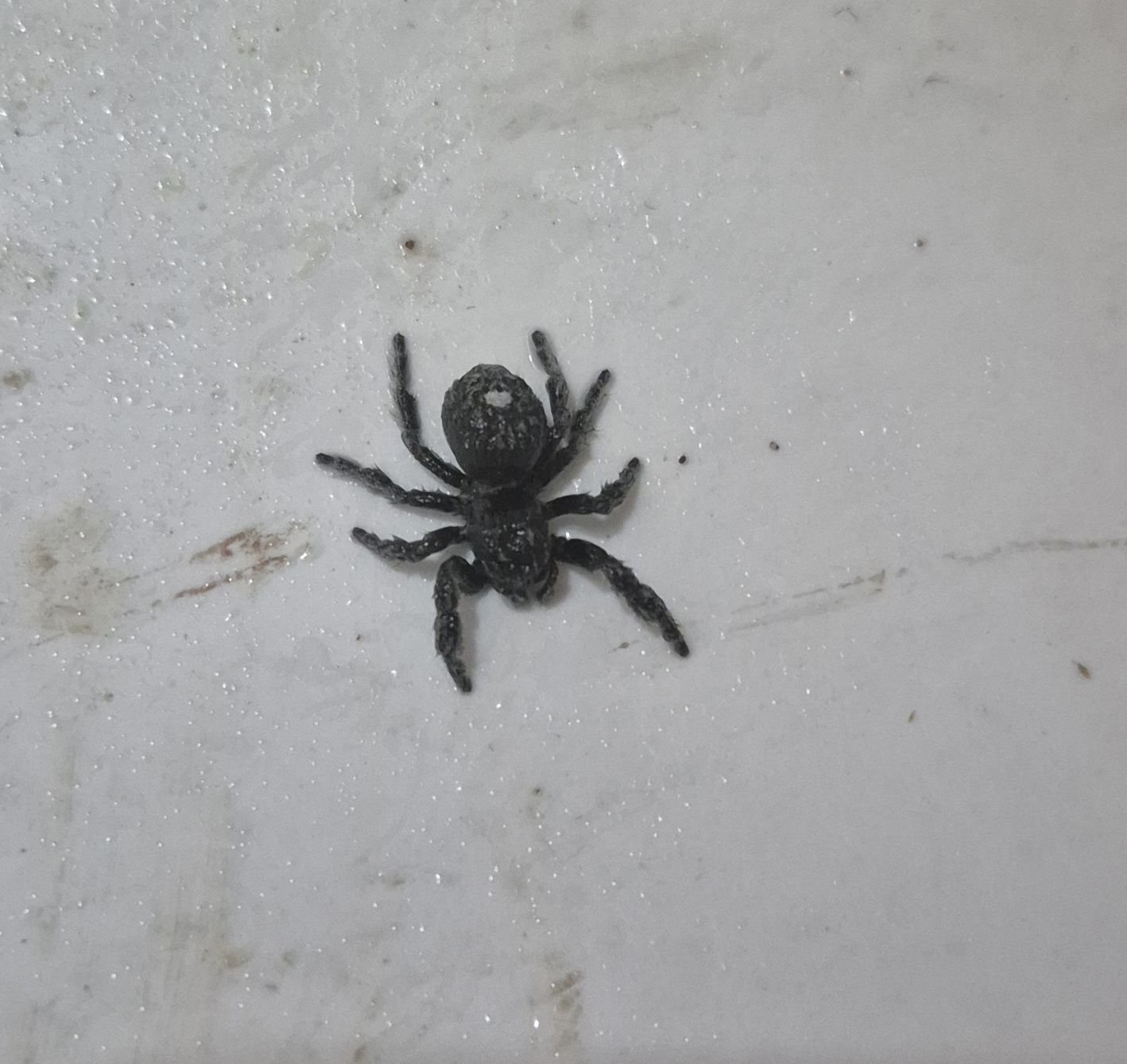 Is it safe to keep a spider by the dishwasher?