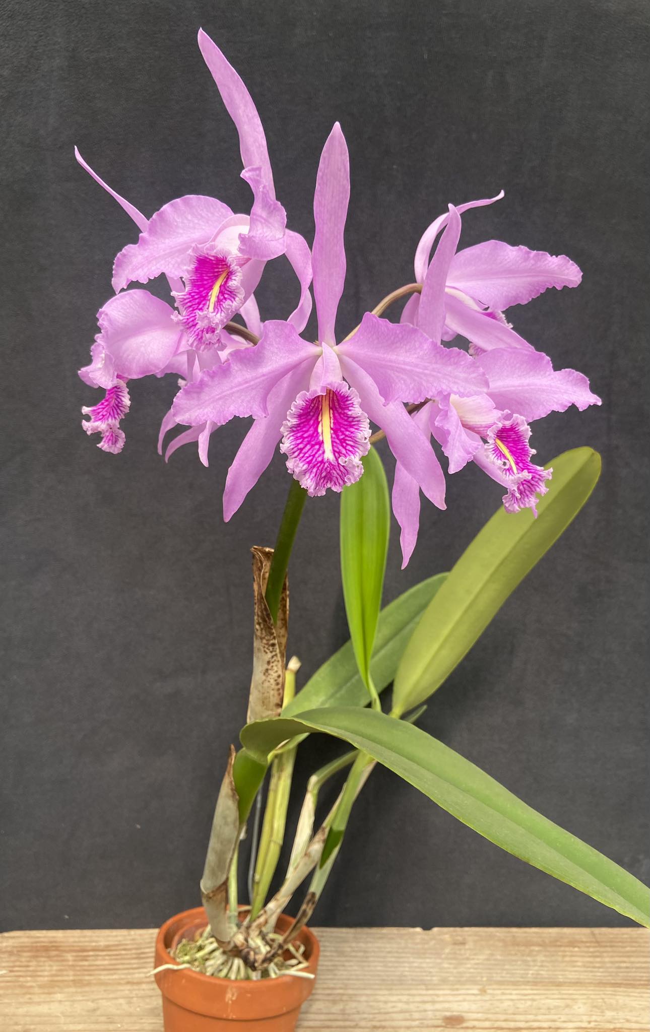C Maxima 'Gorgeous' orchid from AOS