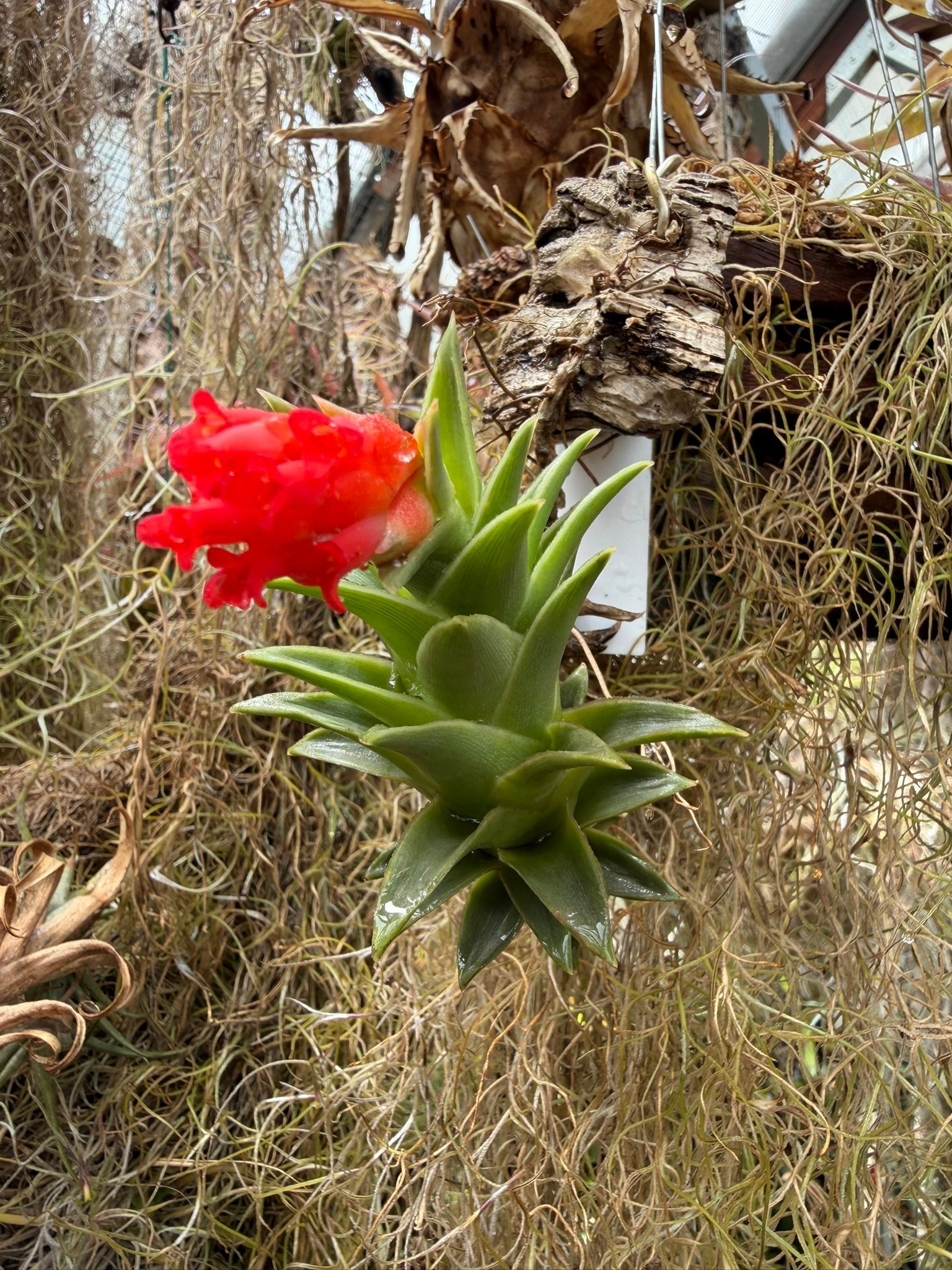 ブロメリア・エアープランツ Tillandsia edithae var. araucariifolia Tillandsia edithae var araucariifolia with vibrant red flower