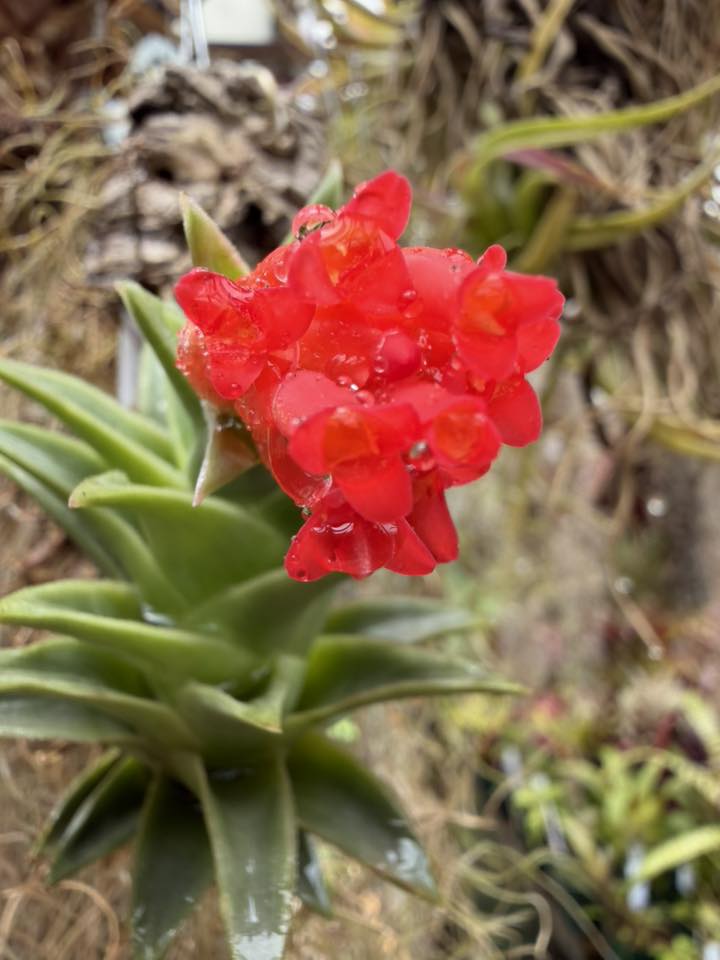 ブロメリア・エアープランツ Tillandsia edithae var. araucariifolia Tillandsia edithae var araucariifolia with vibrant red flower