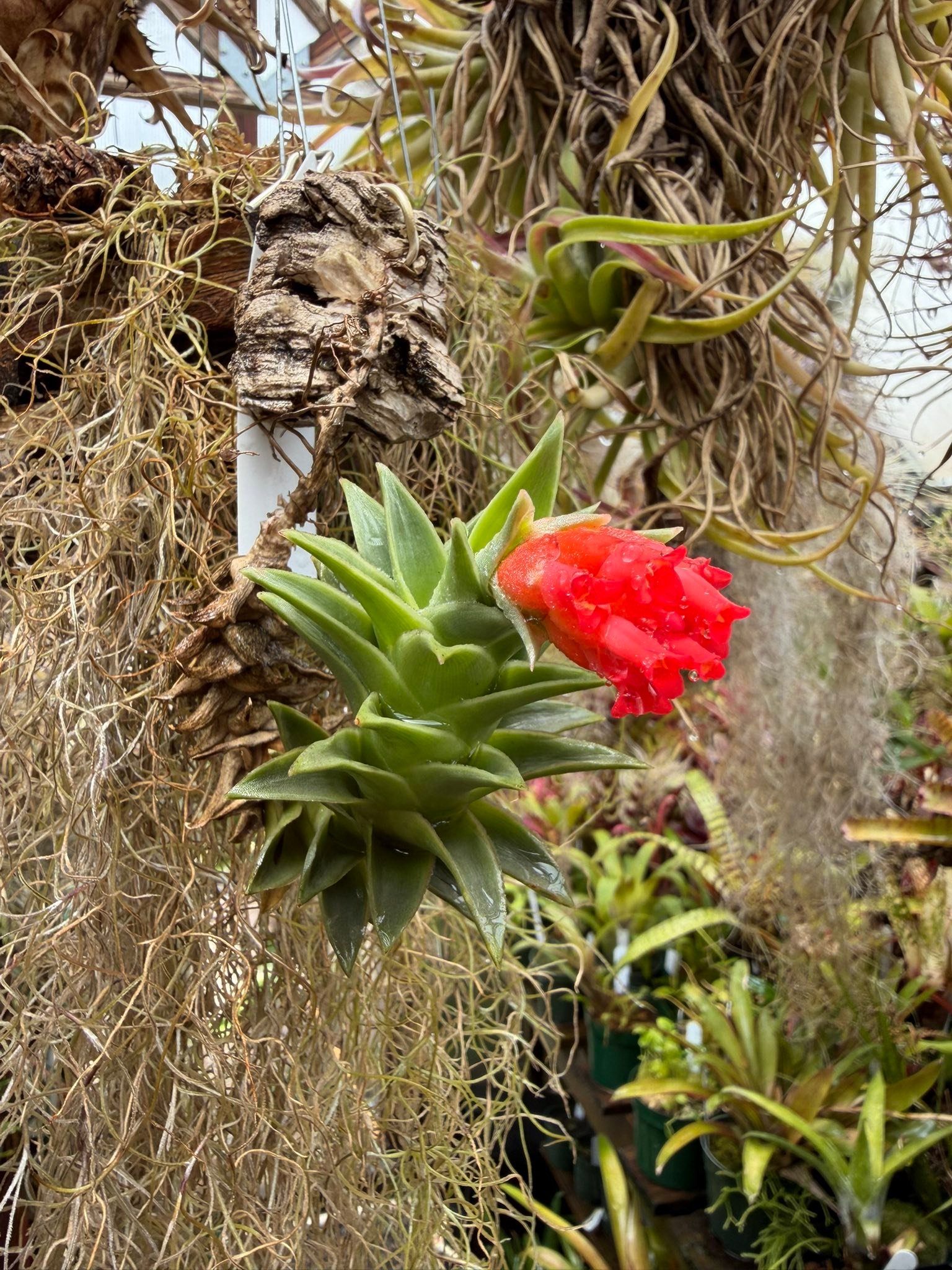 ブロメリア・エアープランツ Tillandsia edithae var. araucariifolia Tillandsia edithae var araucariifolia with vibrant red flower