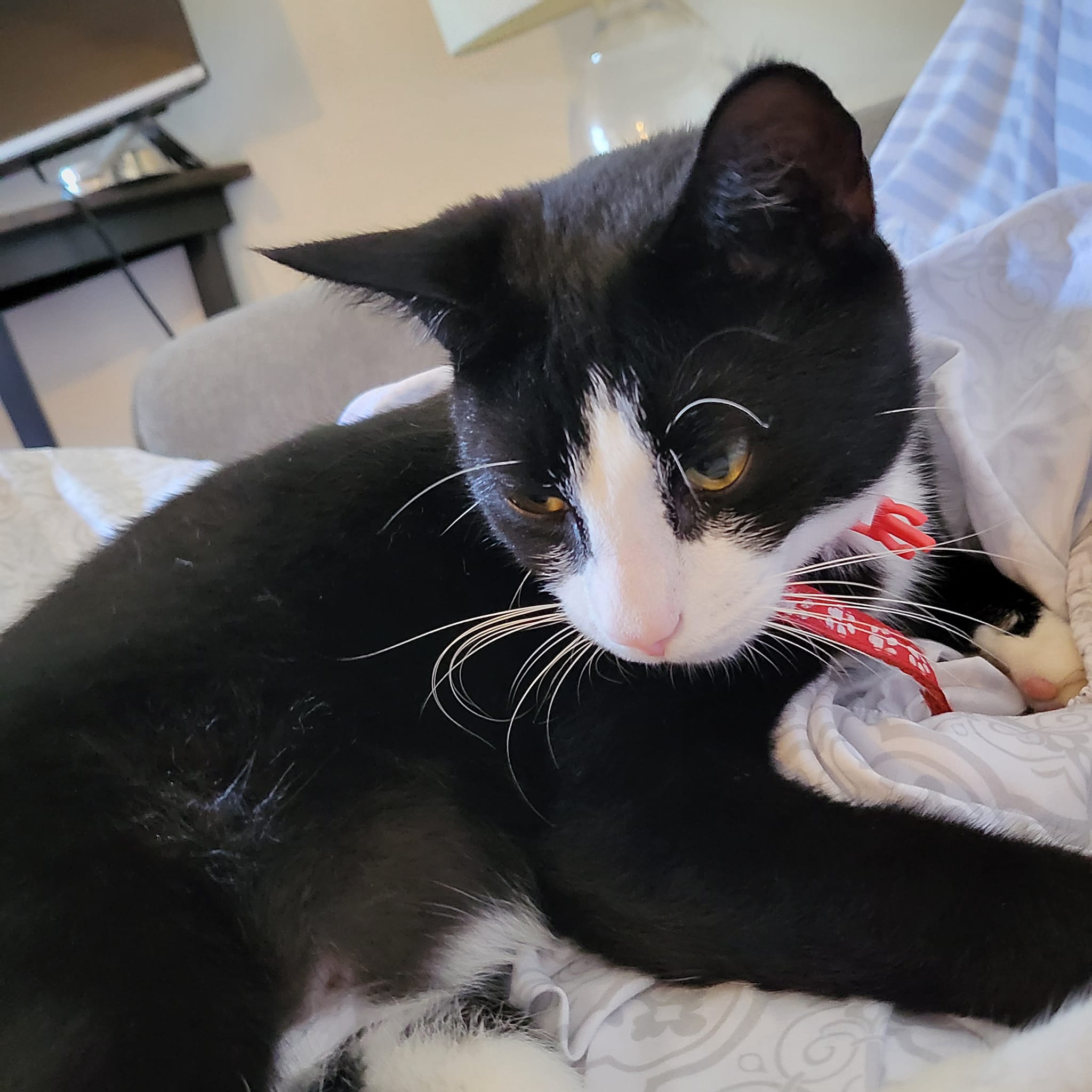 Please message me if you have seen this cat.