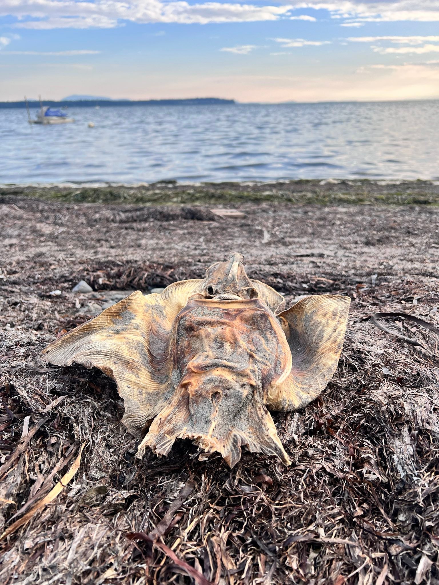 A skate washed up on the beach today. I didn't know we had them up