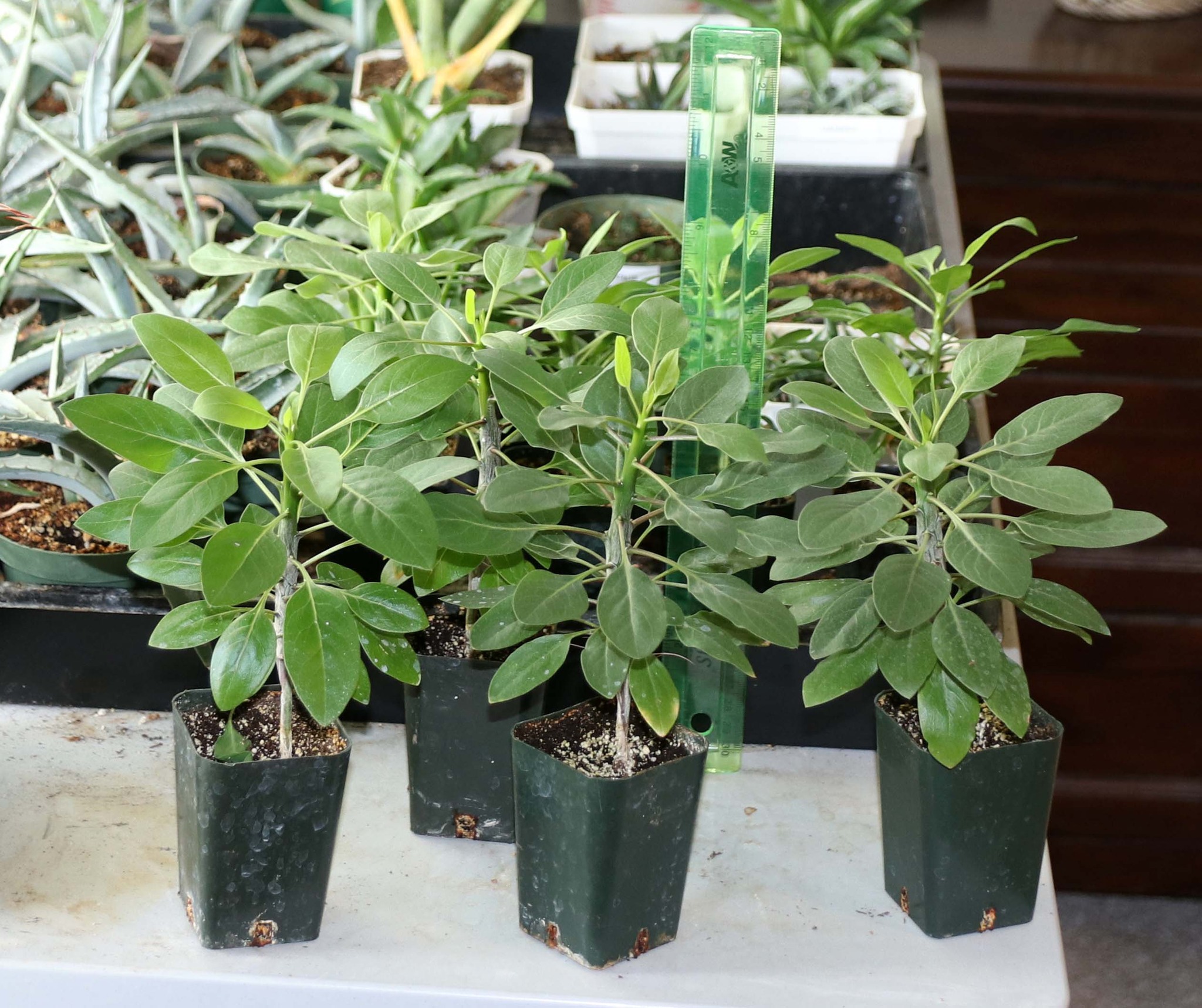 Fouquieria columnaris Age : two years from seed
